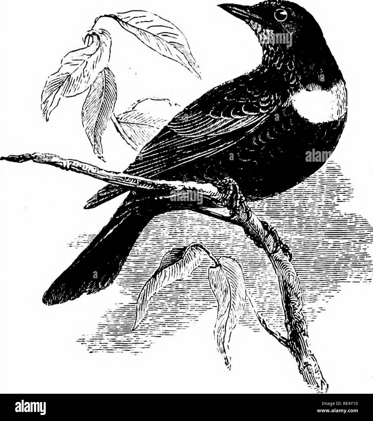 . Un manuale illustrato di uccelli britannico. Gli uccelli. TURDIN^. È. L'anello-OUZEL. TuRDUS TORQUATUS, Linnseus. Il Ring-Ouzel è l unica del nostro allevamento tordi che è assente come una regola dalle nostre isole durante l'inverno. È vero che gli individui sono stati conosciuti per rimanere fino a dopo il Natale in Inghilterra, in Scozia e in Irlanda, ma la maggioranza di lasciare, in settembre e in ottobre il wilder e più elevati distretti in cui essi hanno superato l'estate; e, dopo un relativamente breve soggiorno nella pianura di cibarsi di bacche autunnali, partono per il sud. In aprile il Ring-Ouzel Foto Stock