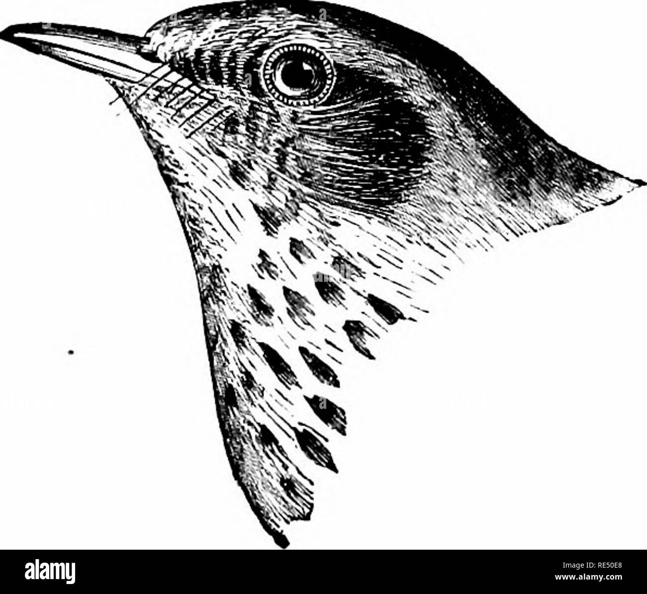 . Gli uccelli del Nord America orientale noto verificarsi in oriente del XIX meridian ... Gli uccelli. Piumaggio superiore, oliva brunastro; estremità di coda superiore converte e coda, rufous brown, molto più rufous rispetto all'indietro; no bianca sulla coda; la prima elementare, è molto piccola e stretta. Tordo eremita. Turdus aonalaschkcE pallasii. Vedere n. 5G5.. Indietro, groppa e coda superiore converte, oliva, circa lo stesso colore; occhio anello e lores, bianco, a volte vagamente tingono con buff, ma l'occhio mai ad anello decisamente buff, aa in swainsoni; no bianca sul parafango converte. Qray-cheeked Tordo. Alicke Turdus e gare. Vedere n. 562.. Motivi Foto Stock