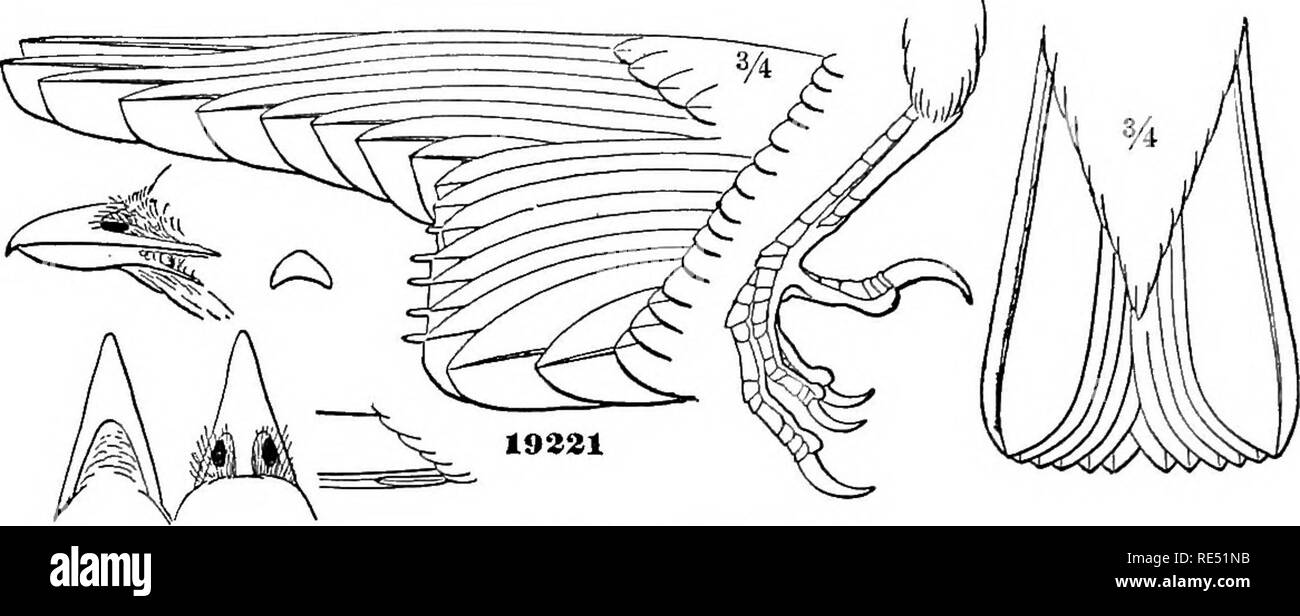 . Recensione di uccelli americana nel museo dello Smithsonian Institution: pt. 1 . Gli uccelli. 404 Recensione OP AMERICAN uccelli. [Parte I. Bomhycilla, Vieillot, OIS. Am. Sett. I, 1807, 88. (Tipo B. cedrorum.-) "Bombyciphora, Meyeh, 1810" (grigio). -"Bomftjciwom, Temh. 1815" (grigio). Corpo robusto, compatto; piumaggio vellutato e morbido. Ali lunghe e molto appuntita, considerevolmente più lungo le strette e quasi anche la coda. Un estremamente. Ampelis garrula, Lnw. piccola prima primaria, che talvolta è visibile sul lato interno della base della seconda quill, talvolta si appoggia sul lato esterno come in altre O Foto Stock