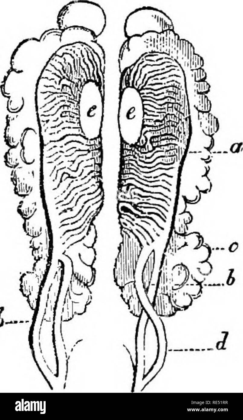 . La anatomia comparata degli animali domestici. Anatomia Veterinaria. stesso da questo germe, e passando a ritroso per servire, in un periodo successivo e nel formare tlie dente persistente. 3. Il fegato.-Questa ghiandola comincia ad essere sviluppato molto presto in tutte le specie. Esso appare sulla superficie del duodeno sotto forma di due o più gemme, secondo il numero dei lobuli nel fegato adulto. Per questi germogli esterni sono corrispondono- Fig. 448. ijig quelli interni, derivanti dall'epitelio intestinale. La prima ingrandire e la dotazione di omphalo- vena mesenterica ; la seconda ramify nel loro interno Foto Stock