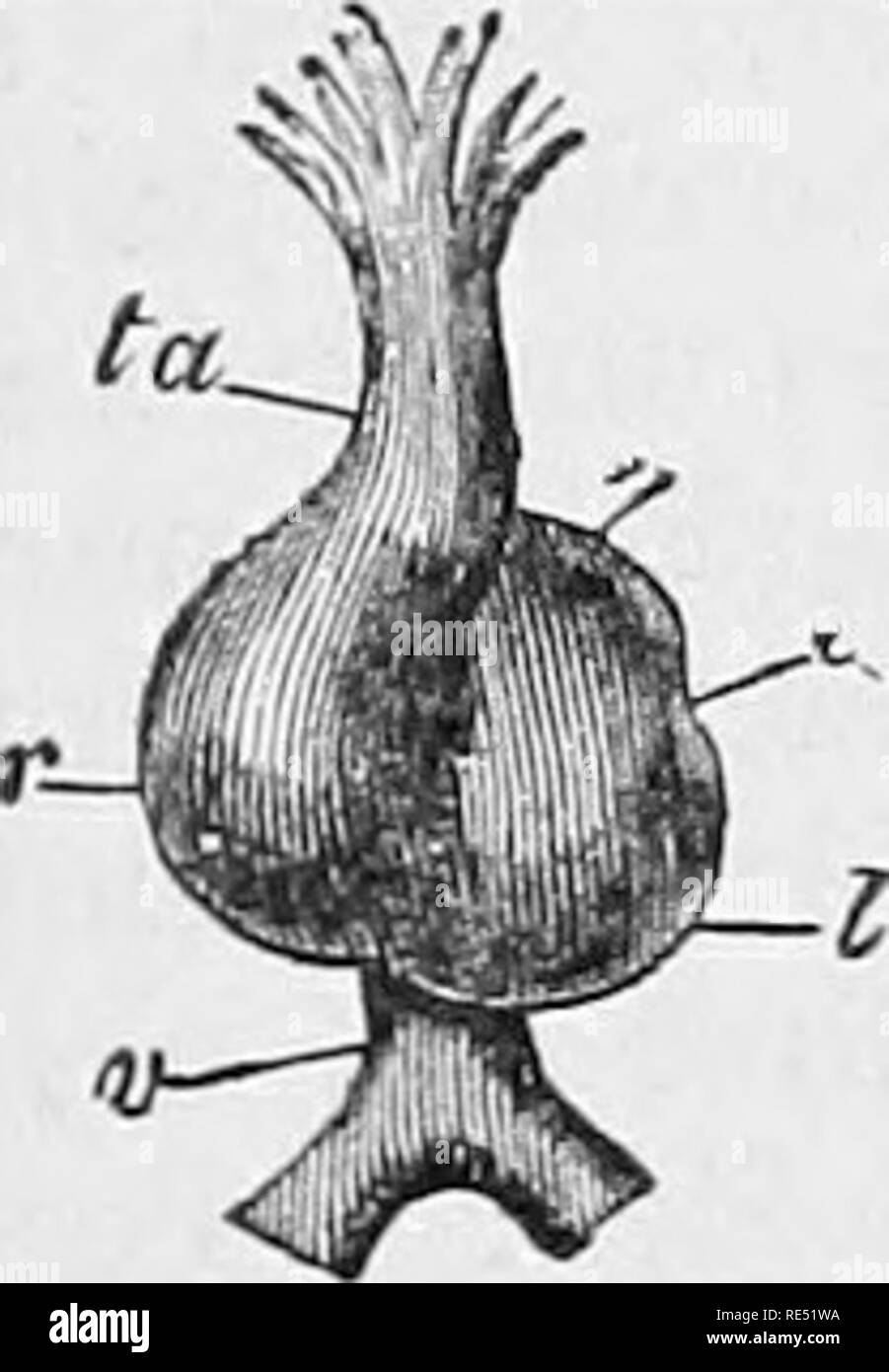 . La anatomia comparata degli animali domestici. Anatomia Veterinaria. Il FCETUS. Prom 915 la sua parte anteriore molla due rami, le arcate aortica {arcus aortce), che sono rivolte verso la testa dell' embrione, e sono successivamente in- rispecchia verso il basso e all'indietro. Essi si uniscono a costituire la singola aorta, il quale a sua volta si divide in due tronchi, arterie vertehralis o j)rimitive aortm. Queste navi passare lungo la superficie inferiore dell'embrione, paralleli tra loro e fornire durante il loro corso di quattro o cinque divisioni, la omphalo-mesenterici di arterie che ramif Foto Stock