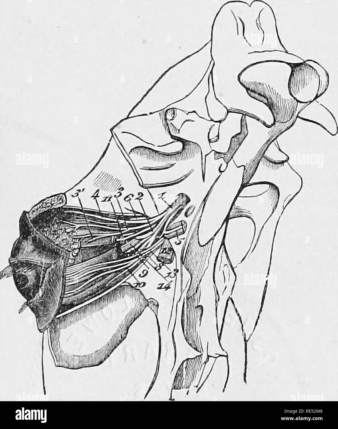 . La anatomia comparata degli animali domestici. Anatomia Veterinaria. 708 TEE NUBVES. Fig. 335. Per quanto riguarda la sua ermirmtion, il nervo ottico entra nel globo dell'occhio forando il sclerotiche e coroide cappotti, verso la maggior parte de- clivitous parte della sua superficie posteriore, e nella forma di una membrana che è descritto nella apparecchiatura della visione come la retina. Prima dell'attraversamento del fondo dell'occhio, questo nervo diventa sempre fortemente parzializzato. Lo studio della struttura del nervo ottico rivela alcuni fatti peculiare che è bene sapere, anche se essi sono più curioso di in- Foto Stock . La anatomia comparata degli animali domestici. Anatomia Veterinaria. 708 TEE NUBVES. Fig. 335. Per quanto riguarda la sua ermirmtion, il nervo ottico entra nel globo dell'occhio forando il sclerotiche e coroide cappotti, verso la maggior parte de- clivitous parte della sua superficie posteriore, e nella forma di una membrana che è descritto nella apparecchiatura della visione come la retina. Prima dell'attraversamento del fondo dell'occhio, questo nervo diventa sempre fortemente parzializzato. Lo studio della struttura del nervo ottico rivela alcuni fatti peculiare che è bene sapere, anche se essi sono più curioso di in- Foto Stock