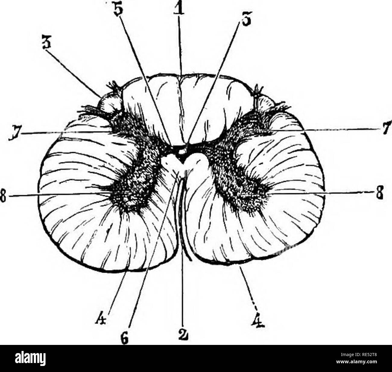 . La anatomia comparata degli animali domestici. Anatomia Veterinaria. Il midollo spinale. Due fissui mediano-es menzionato nel descrivere la parte esterna del cavo l'inferiore delle quali è più ampia e più profonda di quella del superiore, la cui situazione è scarsamente percepibile. prima degli altri e non soddisfano la Fig. 318.. Questi due fessure anticipo uno così come  completamente per dividere la corda in due metà laterali, ma restano separati da due tliin orizzontale e fasci sovrapposti di materia nervoso, che passano da una estremità all' altra della me- dullary asse. L'inferiore, formata di sostanza bianca, Foto Stock