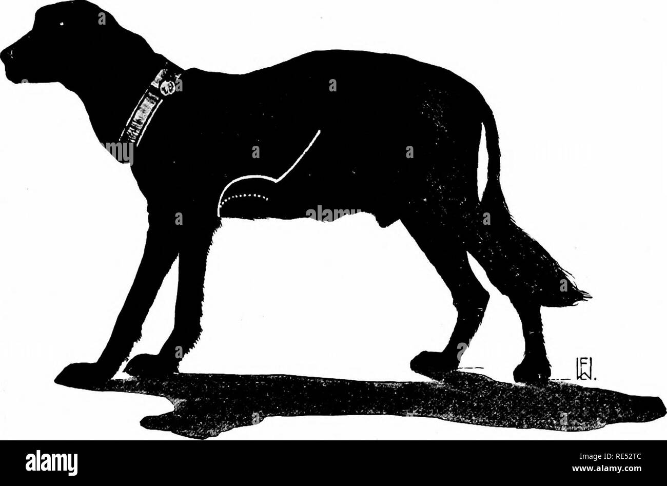 . Patologia speciale e terapia delle malattie di animali domestici. Medicina veterinaria. Le variazioni anatomiche. 1065 cavità o rimane di spessore normale, o sembra egli ancor più spesso (Dilatatio activa). In questo caso la presenza del. Fig. 18G. Dilatazione cardiaca. La linea tratteggiata fornisce il cuore normale ottusità, la linea continua indica il cuore allargato ottusità (4 al 0° spazio intercostale), grigiore passa indietro nell'aiiterior confine del fegato ottusità, che è anche allargata. (Stesso cane come in Fig. 187.). Si prega di notare che queste immagini vengono estratte dalla pagina sottoposta a scansione che ho Foto Stock