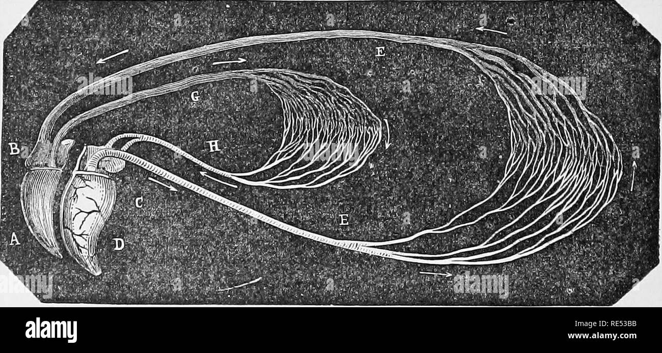 . La anatomia comparata degli animali domestici. Anatomia Veterinaria. Prenota V. ClECULATOEY apparato, l'economia degli animali è incessantemente attraversato da due fluidi-sangue e linfa. Il sangue è un liquido colorato e luminoso rosso o marrone da particolari globuli, da cui i tessuti derivano non solo i materiali per la nutrizione e la secrezione, ma anche il principio emozionante che vivifica la materia organica. Il nome è di colore rosso o di colore scuro sangue, secondo la sua tonalità. La linfa o sangue bianco è trasparente, il citrino-liquido colorato che può essere ottenuto dalla maggior parte degli organi. Che whic Foto Stock . La anatomia comparata degli animali domestici. Anatomia Veterinaria. Prenota V. ClECULATOEY apparato, l'economia degli animali è incessantemente attraversato da due fluidi-sangue e linfa. Il sangue è un liquido colorato e luminoso rosso o marrone da particolari globuli, da cui i tessuti derivano non solo i materiali per la nutrizione e la secrezione, ma anche il principio emozionante che vivifica la materia organica. Il nome è di colore rosso o di colore scuro sangue, secondo la sua tonalità. La linfa o sangue bianco è trasparente, il citrino-liquido colorato che può essere ottenuto dalla maggior parte degli organi. Che whic Foto Stock