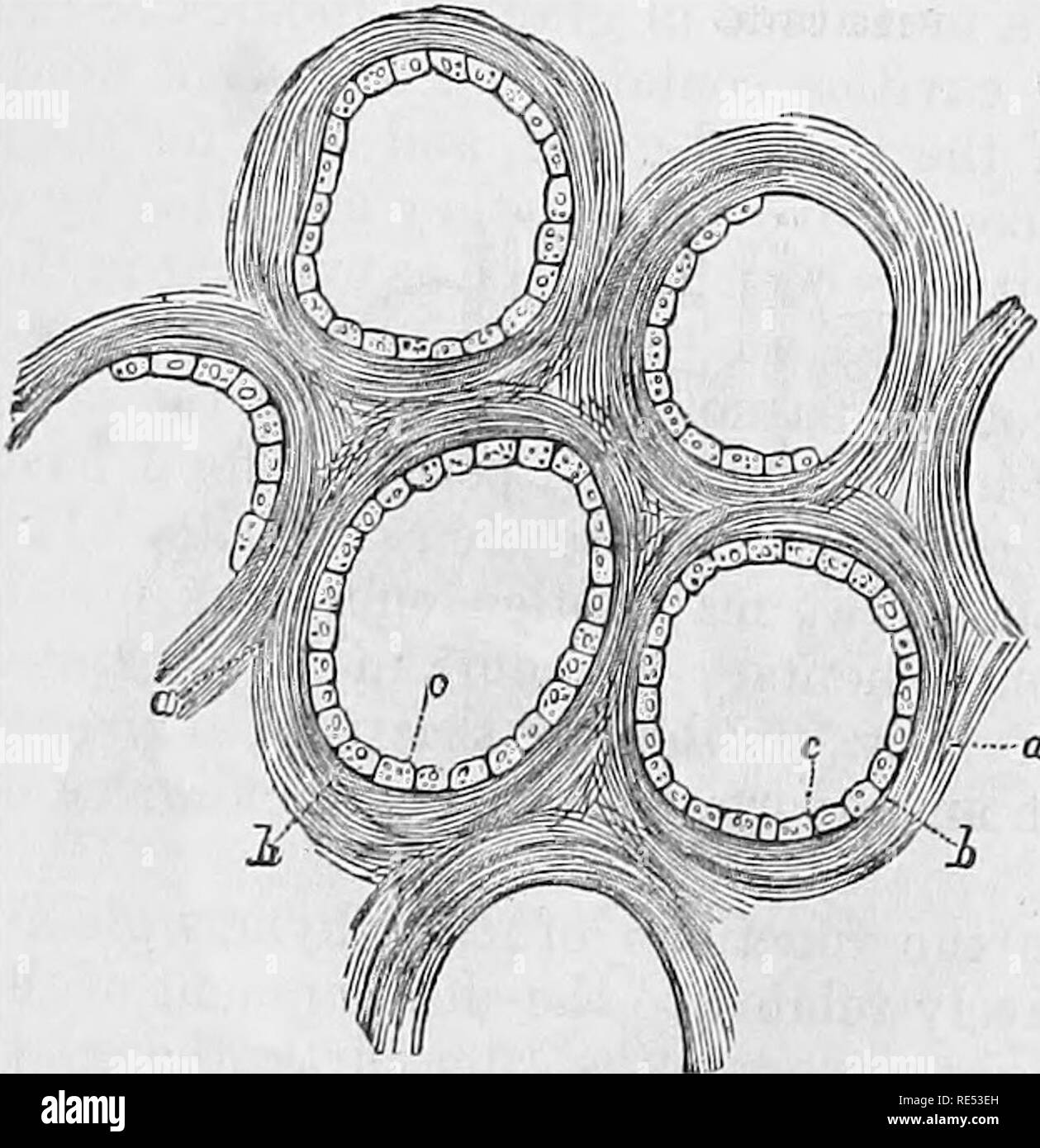 . La anatomia comparata degli animali domestici. Anatomia Veterinaria. 472 TEE BESPIRATOBT APPABATUS in mammiferi. Internamente, la laringe humaQ non ha alcun subepiglottio o subarytenoid sinus come quella di solipedi, benché essa abbia laterali o Morgagni, ventricoli che uscend un po' al di fuori della superior corde vocali. 2. Trachea.-3. I bronchi.-vi è poca differenza di essere rimarcato in queste. La trachea è di circa quattro pollici di lunghezza e circa un pollice di larghezza, ed è composto da una ventina di C-anelli sagomati, i quali sono strettamente uniti, come negli animali. Esso è situato nel piano mediano, in alto Foto Stock
