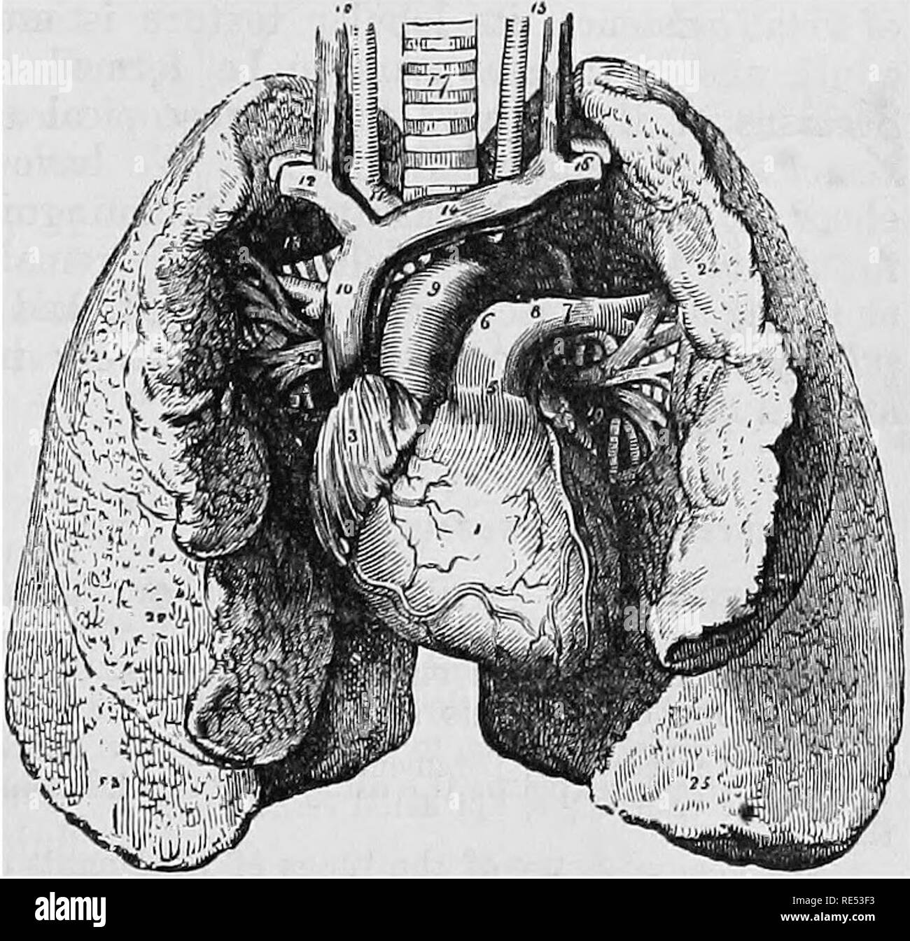 . La anatomia comparata degli animali domestici. Anatomia Veterinaria. Polmone OP LE PECORE 1, Kight polmone; 2, polmone sinistro; 4, cuore; 5, arterie carotidee vena cava. Fig. 242. Vista INFEEIOR. 3, Trachea; 6, posteriore 1, Otto ventricolo; 2, ventricolo sinistro; 3, destra oreillette; 4, padiglione auricolare sinistro; 5, arteria polmonare; 6, Otto arteria polmonare; 7, sinistra pul- monary arteria; 8, legamento del dotto arterioso; 9, Arco di aorta; 10, per la vena cava superiore; ll,Arteriainnorainata; 12, destra vena succlavia, con l'arteria dietro di esso; 13, Otto comune arteria carotide e la vena; 14, a sinistra della vena innominata; 15, sinistra caro- t Foto Stock