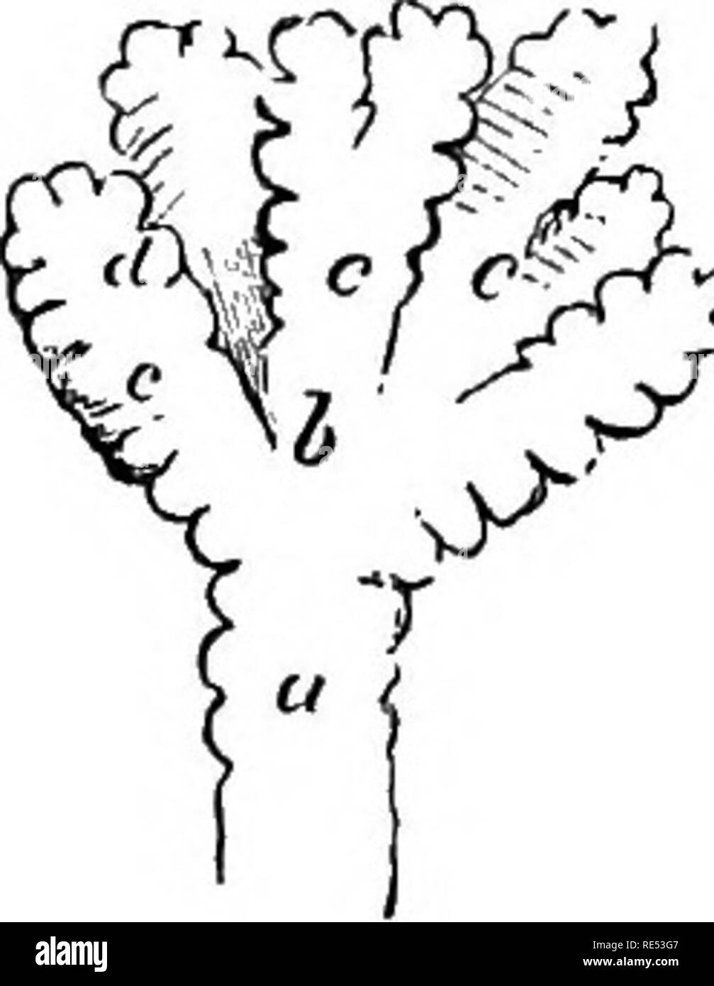 . La anatomia comparata degli animali domestici. Anatomia Veterinaria. 468 L'APPARECCHIATURA BESPIBATOBY IN MAMMALIA. numero di piccoli lobuli poliedrica da setti di tessuto connettivo, che sembrano essere prolungamenti del corium esterne di membrana sierosa. Questa segmentazione in lobuli è una caratteristica comune nella organizzazione dei polmoni in mammalia, ma è più facilmente dimostrato in alcuni rispetto ad altri: non molto evidente nei solipedi e meno nella Carnivora, è ben definita nei ruminanti e Pachyderms. L'organizzazione di questi lobuli assomiglia in maniera sorprendente, tha Foto Stock