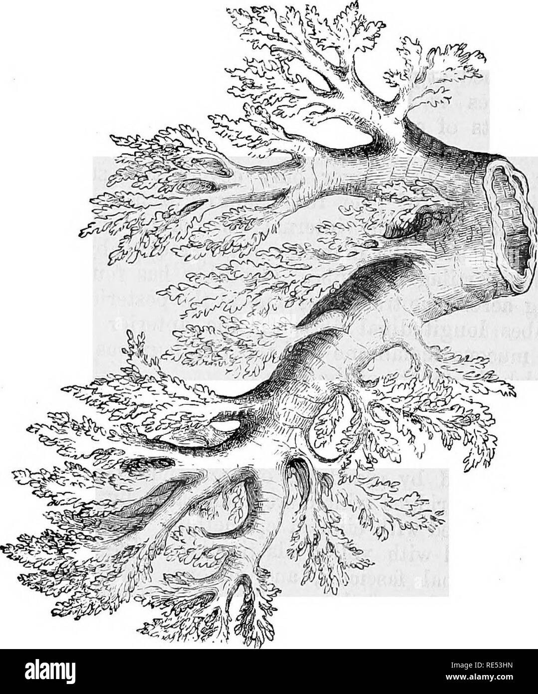 . La anatomia comparata degli animali domestici. Anatomia Veterinaria. 4U0 IL BJESPIBATORY APPABAT08 IN MAMMALIA. dell'arteria brachiale-alimentazione di sangue. I suoi nervi como dal ricorrente; essi mostrano i gangli di piccole dimensioni sul loro luogo. Funzioni.-tranne che come un tubo per il passaggio di ispirata e aria espirata, trachea non esegue alcuna altra funzione. 3. Tlie bronchi. (Fig. 232.) Freparaiion.-Dopo la rimozione del polmone dalla cavità toracica, essa viene riempita con acqua mediante fissaggio di trachea per acqua di rubinetto. I bronchi può quindi essere dissecato mediante strappo e tritui-collaborato il tessuto polmonare. Eac Foto Stock