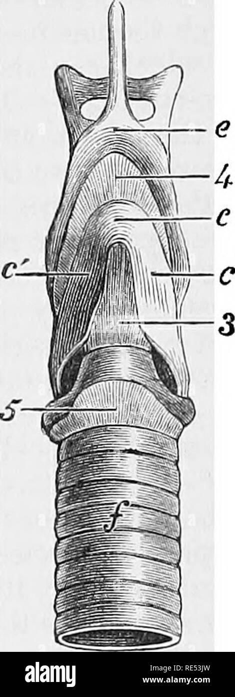 . La anatomia comparata degli animali domestici. Anatomia Veterinaria. Faccia superiore. Faccia inferiore. Pezzi CARTILAGINEI DELLA LARINGE, mantenute nella loro posizione naturale dai legamenti articolari. u, cartilagine Cricoid ; 6, 6, cartilagini Arytenoid ; c, il corpo della tiroide ; c', c'. Le piastre laterali della tiroide ; d, epiglottide; e, Corpo del hyoid ; /, Trachea.-1, Crico-articolazione arytenoid; 2, la capsula di crico-tiroide ai-ticulation; 3, Crico-tiroide membrana ; 4, Thyro-hyoid membrana ; 5, Crico-trachealis legamento. B. La cartilagine della tiroide articola con la cricoid da due sm Foto Stock