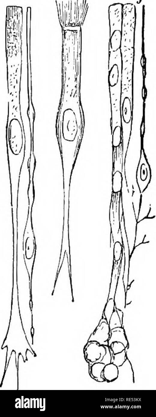 . La anatomia comparata degli animali domestici. Anatomia Veterinaria. Le cavità nasali. 445 Fig. 225. Ed è insinuato, dal meato medio, nelle cellule del inferiore o vano anteriore di queste osteo-cartilagineo colonne. Esso penetra anche, dall'apertura semicircolare del meato, in seno, per dare ad esso il suo rivestimento mucoso, ed è parimenti prolungata nella apparecchiatura di Jacobson. Dietro di esso viene confuso con la membrana di rivestimento della cavità faringea. La sua profonda viso è separato dal periostio o perichondrium, da nel tessuto osseo o cartilagineo pareti su cui esso Foto Stock