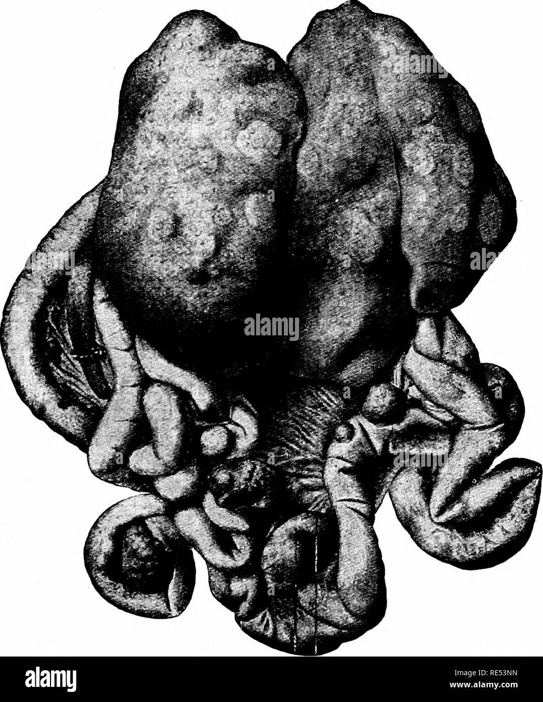 . Patologia speciale e terapia delle malattie di animali domestici. Medicina veterinaria. Influenza Tubc'icLilosis. 61 ;5 in tessuto.ay contengono grandi, yellowisli-wliite, clieesy foci. Tlie pericardio può contenere muck fluido mentre la superficie del cuore può essere coperta con piatto di colore grigio-rosso lampone o simile a ahnost verruca-proliferazioni simili (Tietz). Tra gli "altri organi, troviamo, ora e tlien, tnlierculous caseous fuochi su. Fig. .90. Allan Tubercolosi. parete intestinale. Casuatc'd fuochi nel fegato e noduli nn tlio il peritoneo, nei reni, nelle ovaie, testicoli Foto Stock