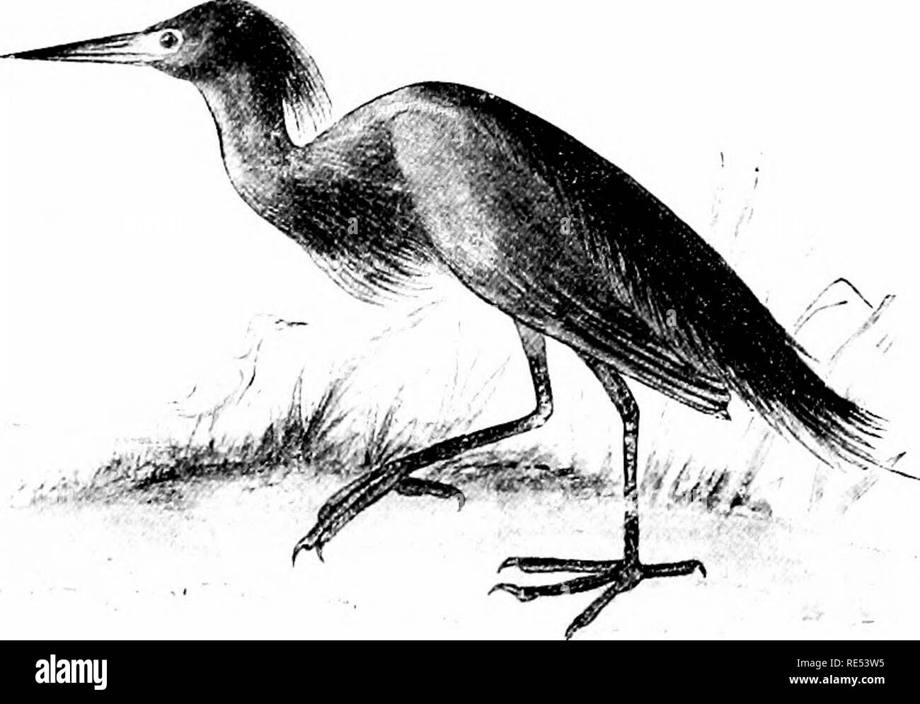 . Gli uccelli del Nord America orientale noto verificarsi in oriente del XIX meridian ... Gli uccelli. CrowQ, sreeuisli o sri-ci'iiisli liluuk; Icga, uiaugc giallo liff iu. Ardnt i'/)-escc"s. Qreen Heron, vedere n. 15". * Il gruppo 3. Ala, 8.50 a 11 cm di lunghezza.. Sto- GrciiU'.r pui' t o£ |&GT;liimiigii, porca che blu; ventre Slaty blu; liead, tiiisjed con marrone violaceo (adulti). Ardi"ii oi/ryJcri. Little Blue Heron. Vedere n. 1,57. * Per (lii-urtions per irieaHiii-uTiieut, nee p;ip:e 9.. Si prega di notare che queste immagini vengono estratte dalla pagina sottoposta a scansione di immagini che possono essere state migliorate digitalmente per migliorare la leggibilità Foto Stock