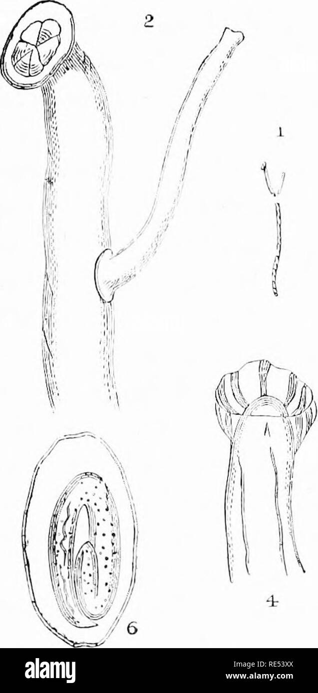 . Fagiani; la loro storia naturale e gestione pratica. Fagiani. Si apre. 139 " I'Malattie arisitic i.f lniltry." Il sig. Teobaldo descrive l'o"a e embrioni come sfuggire- dalla rottura-(il' tin-femmina del corpo, whicli avviene di regola dopo il worm è stato espettorato da tlu- uccello o fagiano. ]]Oth eo-gs e eml.)ryos, come suggerito l)y Oi-. Cobbold, prendano la loro dimora. SyiKjamus è tracheale. - Siebold Scli^rostdina s'lpigaivn.^.-DiEsiNt; ho' Na,t [&LT;- inur ih. F sarà la dimensione degli Urali. Parte Tpijer &LT;un ;,maschio e femmina ^ Hauie, sli(ii'III^^ specialmente i sei-l'ho Foto Stock