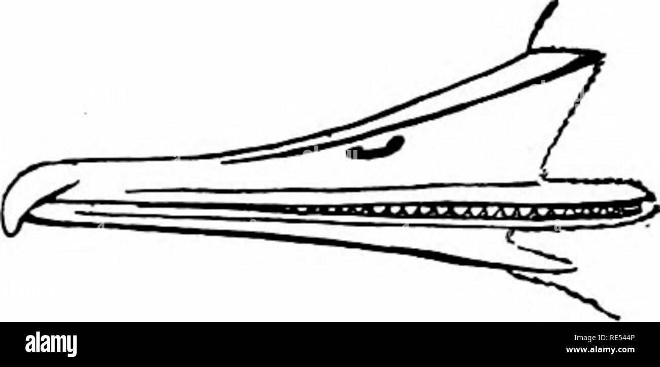 . Gli uccelli del Nord America orientale noto verificarsi in oriente del XIX meridian ... Gli uccelli. Famiglia ANATID.K. Anatre, oche e cigni. 63. * Il gruppo 2. Ala, da 8.50 a 12 cm di lunghezza. Sezione 1. Bill, strette e con il dente=come dentellature. Distaueo fioiu uostril alla punta di bill, meno di 1,50 ; lieud aud collo nero olivastro; uuderparts, bianco panna, tiuged con sahnou colore; i piedi, i-ed (inale). Merganser americann. American Merganser. Volpoca. Vedere n. 86. Distanza da uostril alla punta di bill, meno di 1,50 ; testa, rufous brown ; tliroat superiore, bianco ; i piedi, rosso arancio (femmina). Merganser Foto Stock