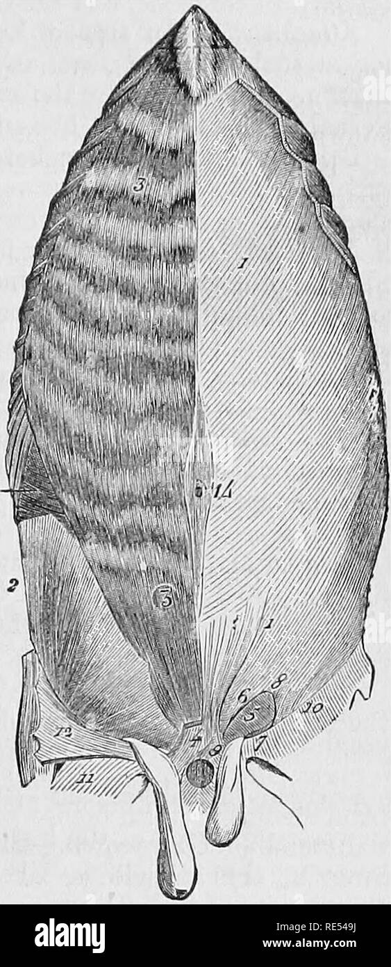 . La anatomia comparata degli animali domestici. Anatomia Veterinaria. Muscoli del tronco. 243 Fig. 116.   Forma, la struttura e gli allegati del aponeurosis.-l'aponeurosis si trova irregolarmente triangolare e formata da nacrous-cercando le fibre, che sono diretti come le fibre muscolari e croce in X fashion le fibre aponeurotic dell'obliquo esterno. Riuscirà l'an- tero-confine inferiore del tono muscolare por- zione, e viene separato, superiormente, in diversi digitations che raggiungono l'in- faccia interna dell'ultimo asternal di cartilagini. In tutta la misura del suo in- interna bor Foto Stock