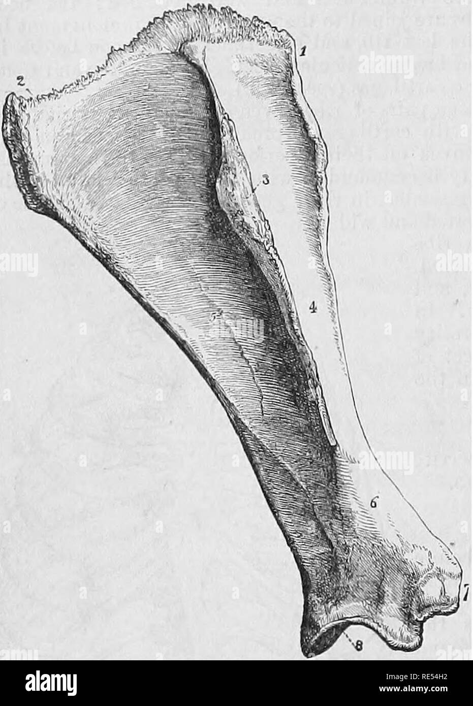 . La anatomia comparata degli animali domestici. Anatomia Veterinaria. 72 Le ossa di TSE. Fi2. 40. Spalla. la solipedi, questa regione ha per la sua base di un unico osso, la scapola o omoplat. Scapola. Questo è un piatto, triangolare, e osso asimmetrico, prolungato in corrispondenza del suo bordo superiore da una cartilagine flessibile, articolata inferiormente con il solo omero, e applicata contro il piano laterale del torace in una direzione obliqua verso il basso e in avanti. Esso ha due facce, tre confini, e tre angoli. Facce.âThe faccia esterna viene diviso per il valore dello Scapolare o acro- mian della colonna vertebrale, in due cavità delle nazioni unite Foto Stock