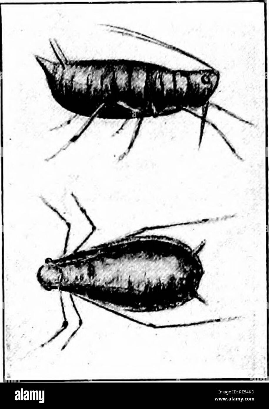 . Natura-studio; un manuale per gli insegnanti e per gli studenti. Lo studio della natura. Gli insetti nocivi e altrimenti 217 terfly, visto flitting circa ogni giardino dagli inizi della primavera fino a tardi in autunno. Le uova sono collocate su Cavoli, cavolfiori, e i Nasturzi foglie. I bruchi sono molto voraci e spesso fanno molti danni. Piretro polvere (polvere insetticida) è un rimedio. Questa farfalla non è una specie autoctona, ma è stato introdotto dall'Europa circa i860, dal momento che essa ha enormemente multiphed, avente due o tre covate un anno. Un piccolo ichneumon-fly è la sua para- sito, che in una misura agisce come un controllo di esso Foto Stock