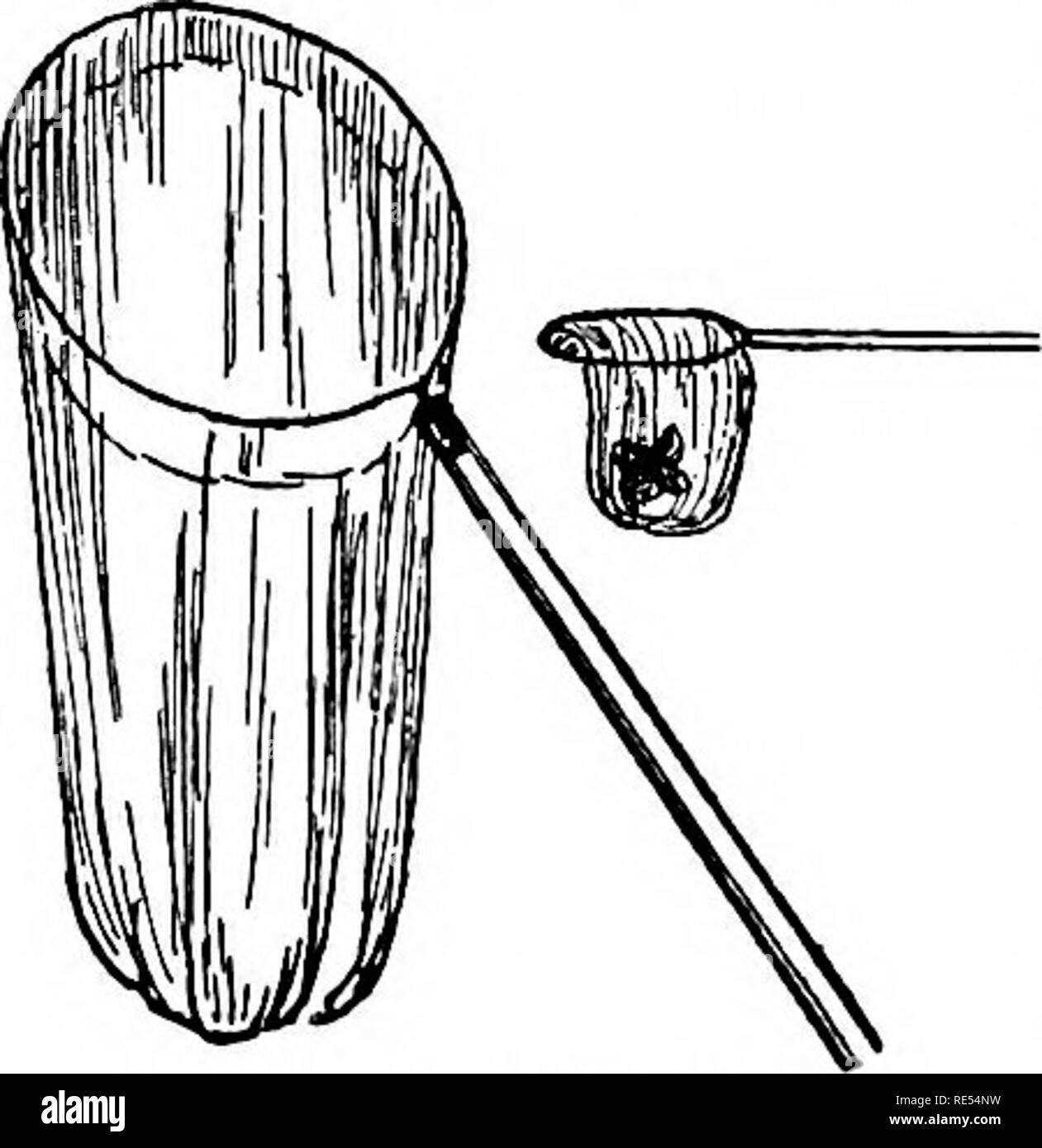 . Natura-studio; un manuale per gli insegnanti e per gli studenti. Lo studio della natura. i8o natura-studio. massa ragni, e coleotteri. In soffitta troviamo mori ragni, sui puntoni le case di fango-vespe e th( carta-vespe. In vestiti-press, forse, ci sono le tarme sotto i tappeti sono il tappeto coleotteri. Mosche e zanzare sono difficili da mantenere fuori della casa di formiche invadono la dispensa. Tutte queste creature entrano in casa it nonostante la casalinga cura dell anc pulizia. Ma se lei non è sc in modo pulito e non vi può essere scarafaggi pulci e altri più indesiderabili in Fig. 40. insetto-Net ^j^(j jggg mentionablc Foto Stock