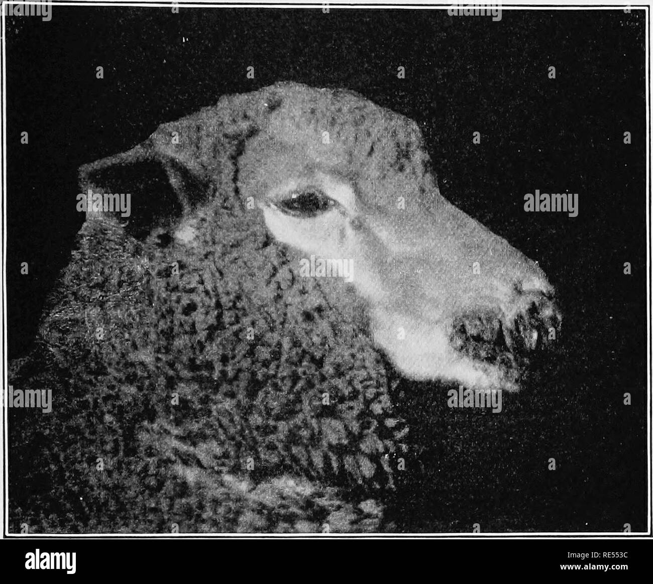 . Studi veterinari per studenti agricoli. Medicina veterinaria. BACILLUS INFEZIONI NECROPHORUS 175 vitelli hanno un simile errore di vitello (difterite) dovuta allo stesso virus e caratterizzata da chiazze di diphtheritic mem brane- in bocca, naso, della laringe, e persino la trachea. Le aree di necrosi nei vitelli sono molto più grandi di quelle nei suini. Sintomi.-batteriosi vascolare bocca dolente è facilmente riconoscibile per le piccole ulcere che sono più comuni in bocca o sulla l. Fig. 59.-Lip-e-Leg ulcerazione. (B. A. I.) prodotta da infezione artificiale con Bacillus necroplwrus. pelle vicino alla bocca. Essi possono invadere il Foto Stock