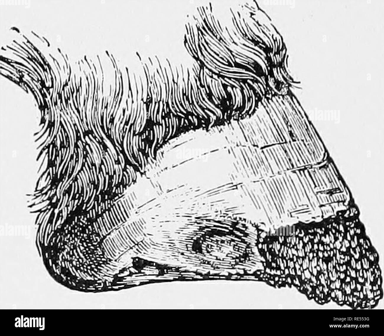 . Studi veterinari per studenti agricoli. Medicina veterinaria. BACILLUS INFEZIONI NECROPHORUS 171 infezione si verifica in tutte queste malattie mediante inoculazione, attraverso le ferite della cute o delle membrane mucose, come quando il piccolo maiali sono destinati a facilitare la dentizione. Le lesioni prodotte dipendono dal punto di inoculo- tion, età e specie di animale, la virulenza dell'infec- zione e il carattere dei batteri associati. Le perdite sono spesso gravi, soprattutto nel labbro e ulcere della gamba, batteriosi vascolare bocca dolente e piedi-rot. Nel trattare con una qualsiasi di queste malattie è della massima importanza che uno stare in guardia.per t Foto Stock