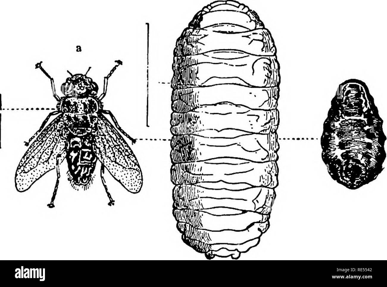 . Studi veterinari per studenti agricoli. Medicina veterinaria. Bronchite VERMINOUS, NASALE GRUB, catarro 155 appare nel mezzo del giorno da luglio a settembre. Pecore diventano eccitato quando il volo è intorno e tenere la loro naso a terra o gli uni contro gli altri, sebbene il fly non mordere o sting. Le giovani larve vengono depositati sui nn.- trils delle pecore da dove essi strisciano fino in varie cavità della testa, compresi i nuclei di clacson e può addirittura raggiungere la sostanza del cervello. Esse maturano in circa nove o dieci mesi e la fuga dal naso durante la primavera e Foto Stock