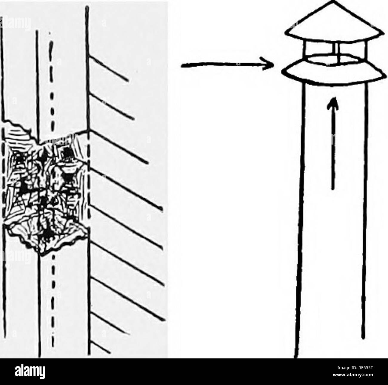 . Studi veterinari per studenti agricoli. Medicina veterinaria. La ventilazione 115. e l'aria viene portato a freddo, l'ingresso deve essere alta; l'out- lasciate che può essere bassa o alta, e controllato da un ammortizzatore per il freddo. Uscite e ingressi.-Nei casi in cui opportuni scarichi sono pro- fornito sopra e le condizioni sono favorevoli, aria riscaldata passa verso l'alto e al di fuori della sala o edificio; ma se tali uscite non sono forniti, quindi aria riscaldata semplicemente sorge al soffitto, si raffredda, si allarga e scende e nessuna aria pura può venire a prendere il suo posto. Circolare, tubi dritti sono preferibili. Ho Foto Stock