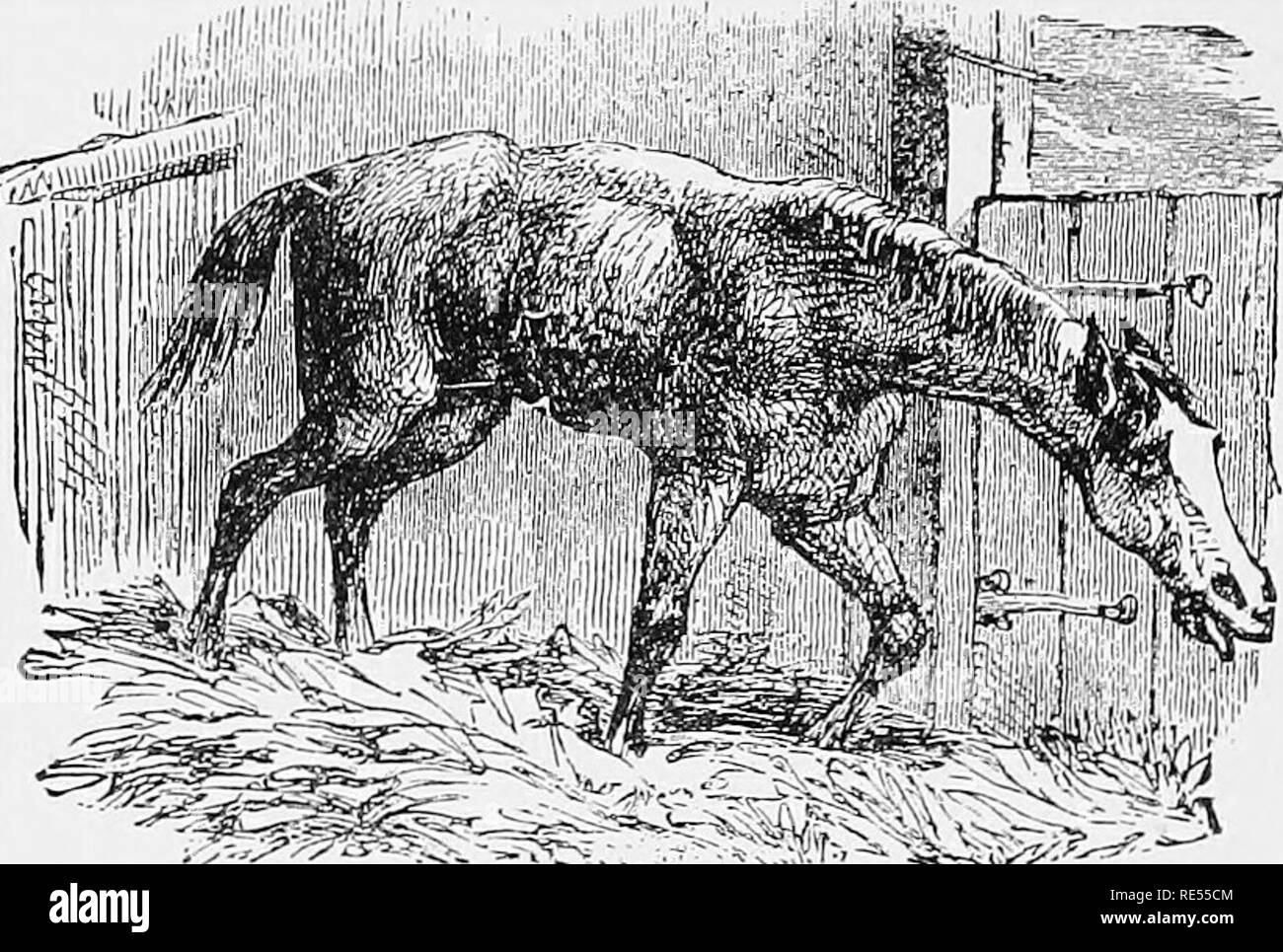 . Il homoeopathic medico veterinario, dando la storia dei mezzi di prevenzione e i sintomi di tutte le malattie del cavallo, buoi, pecore, maiali, cane, gatto, il pollame e gli altri uccelli e la maggior parte ha approvato i metodi di trattamento. Medicina veterinaria. 106 Il medico veterinario. infiammazione avendo esteso verso il basso con loro lungo la laringe; quando " la mucosa rale " è in corrispondenza della diramazione del windpipe, con frequenti, secco, irritante tosse, aumentato di movimento; spesso lo scarico delle mucose da. La tosse uf CoNFiRMt-D bronchite. gola e narici; anche quando il cavallo tossisce su trottare, ma non quando a res Foto Stock