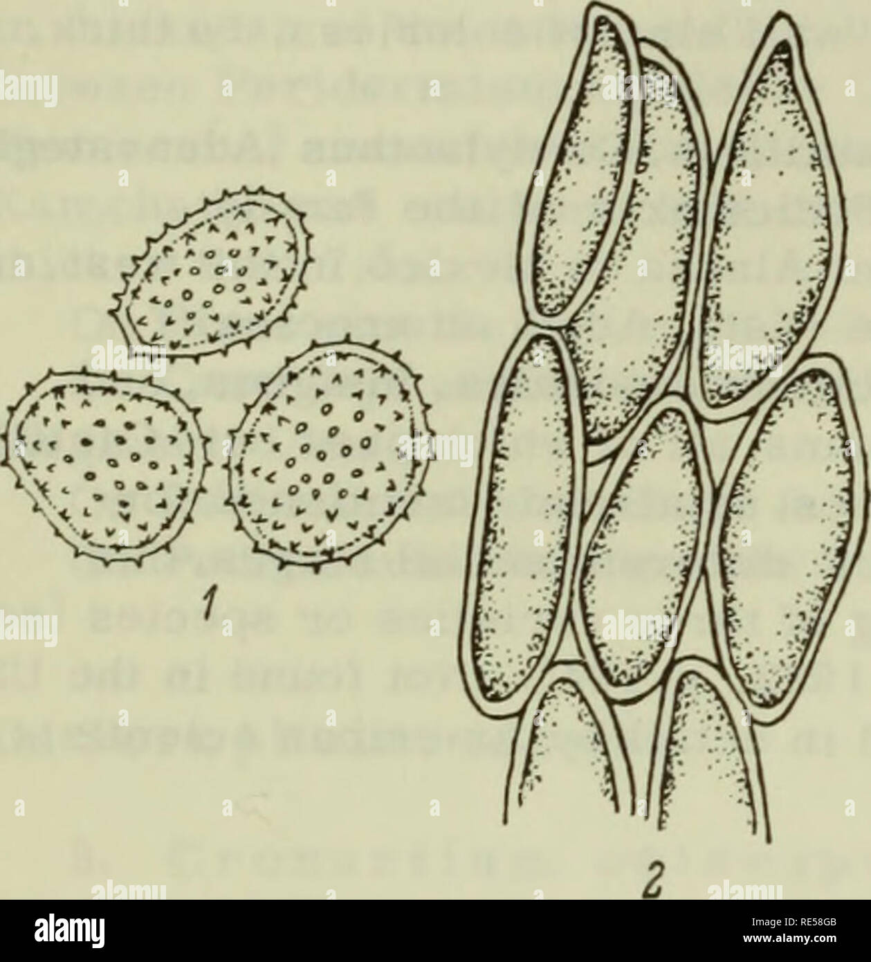 . Crittogamica piante dell'URSS. (Flora sporovykh rastenii SSSR). Piante. 269 Spermagonia sui rami e tronchi sparsi sotto la corteccia su rigonfiamenti sul quale essi appaiono più tardi, 40 - 50/l( alta. Globoid Spermatia, 1.5 - 2/1/ in diametro. Aecia su globoid, raramente fusoid o di forma irregolare perenne vesciche (fino a 25 cm attraverso), sui rami e tronchi, numerosi, disposti in ritorto o righe sinuose, grandi e irregolari, 3 -lunghi 10 mm; peridia strappo su ciascun lato, presto scomparendo, costituito da due strati di cellule; superficie esterna di peridia liscia, all'interno di verrucose; le pareti cellulari fortemente addensato Foto Stock