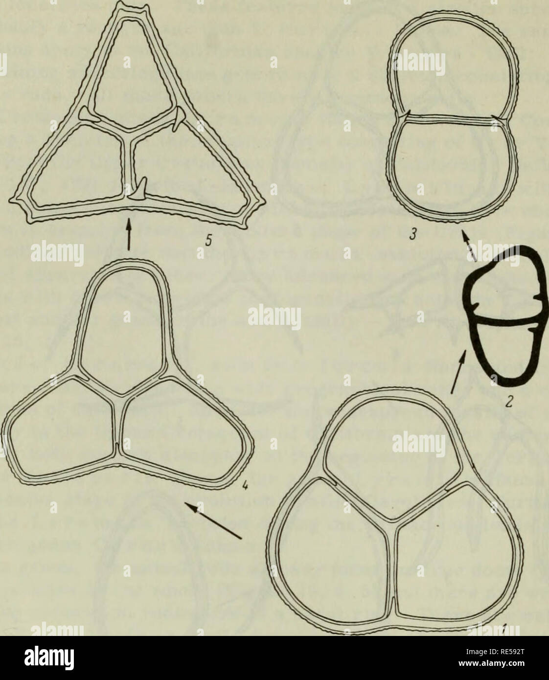 . Crittogamica piante dell'URSS. (Flora sporovykh rastenii SSSR). Piante. La figura 17. Relazioni filogenetiche di alcune specie del genere d i c t y oc h un Ehr.: 1-Dictyocha triacantha var. i n e l l a r m i s Lemm. f. i n e l l a r m i s; 2,3 - D. na V icu la EHR. (2 - Dopo Deflandre. 1950); 4 -D. a r c h a n ge 1 ski un (Schulz) Gleser; 5-D. furcata Jouse. La dominazione della famiglia Dictyochaceae Lemm. inizia nel terziario. Dictyocha triacantha Ehr., rappresentata da diversi """ varietà, è di gran lunga il silicoflagellate dominante nei primi Paleocene del versante orientale degli Urali e Vo Foto Stock