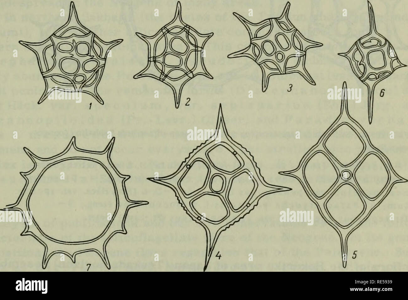 . Crittogamica piante dell'URSS. (Flora sporovykh rastenii SSSR). Piante. e Tumi fiumi (Figura 14). Caratteristica di questo complesso è la maggiore quantità di Distephanus crux (EHR.) Hack. var. crux e D. specu- lum var. c un nnop oil id e s (Pr. - Lavr.) Gleser in confronto con il restante, meno numerose Dictyocha fibula Ehr. var. fibula f. perone, Distephanus speculum (EHR.) Hack. var. speculum, var. pentagonus Lemm. e var. septenarius (EHR). Jorg., D. japonicus f. pseudofibula (Schulz) Gleser, Cannopilus hemi- sphaericus (EHR.) Hack e Mesocena stellata Hack. Il più abbondante forma Foto Stock