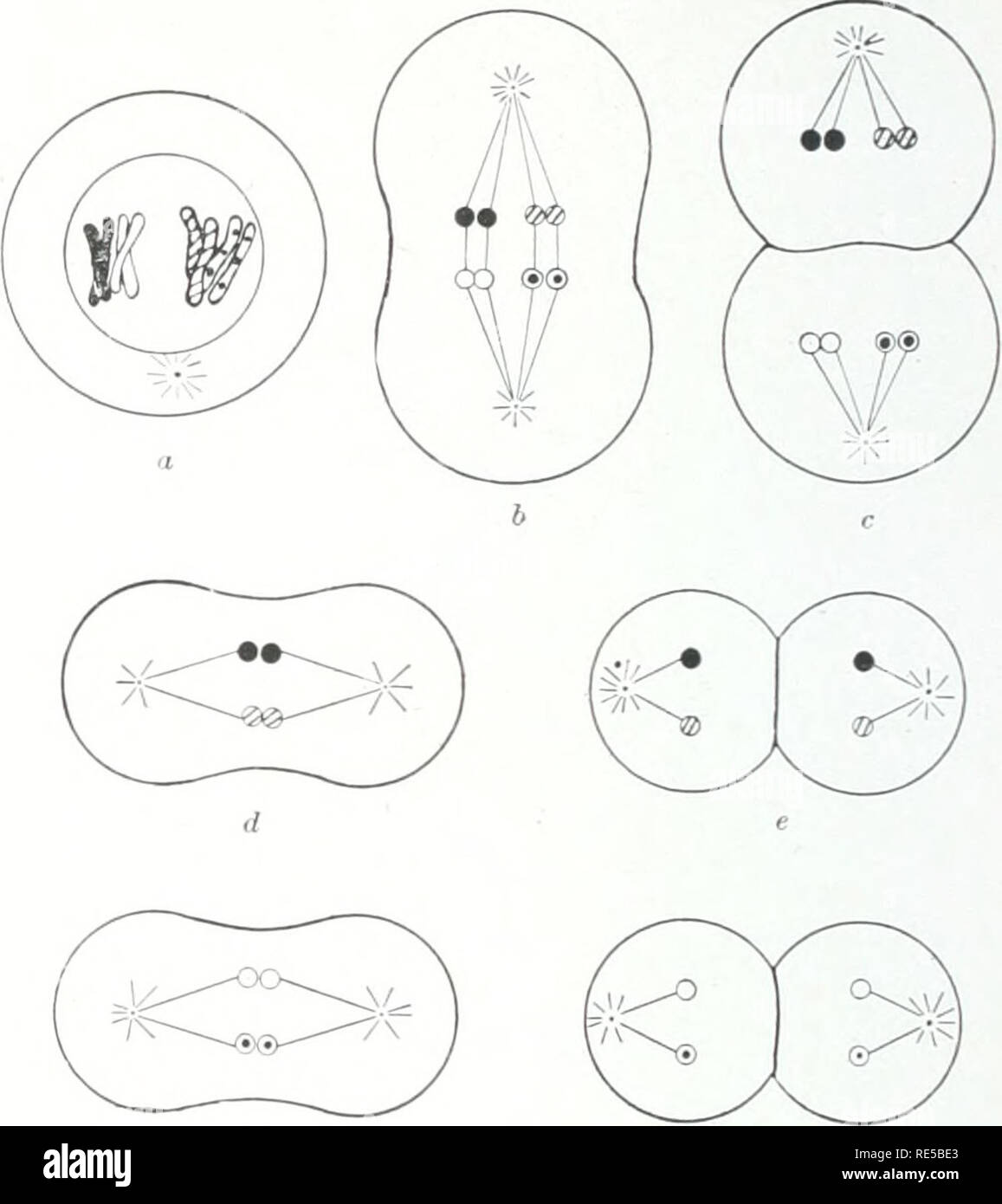 . Una critica della teoria dell'evoluzione. Evoluzione. 98 LA TEORIA DELL'EVOLUZIONE. Fig. 50. Tlie due divisioni di maturazione della cellula spermatica. Quattro spermi risultato, ciascuna con metà (aploide) il numero completo () diploide di cromosomi. Alcuni 2)aternal cromosomi, vale a dire uno o l'altro elemento di ciascuna coppia. In altre di- visione ciascun cromosoma simj^ly gruppi come nella normale divisione cellulare. Il risultato di questo processo è che le uova mature (fig. 51) e di spermatozoi maturi (fig.. Si prega di notare che queste immagini vengono estratte dalla pagina sottoposta a scansione di immagini che possono essere state migliorate digitalmente per la leggibilità - colorati Foto Stock