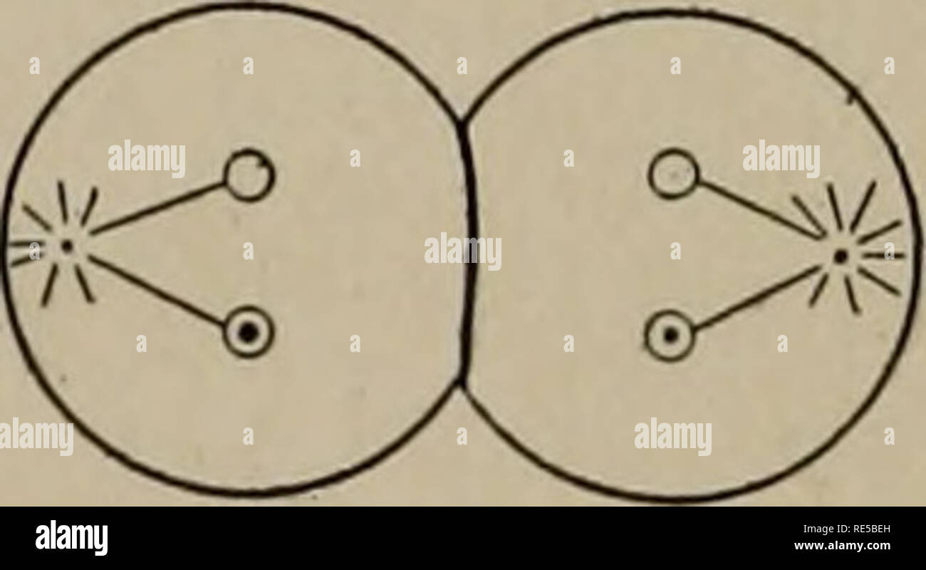 . Una critica della teoria dell'evoluzione. Evoluzione; evoluzione. Fig. 50. Le due divisioni di maturazione della cellula spermatica. Quattro spermi risultato, ciascuna con metà (aploide) il numero completo () diploide di cromosomi. alcuni cromosomi paterno, cioè uno o l'altro elemento di ciascuna coppia. In altre di- visione ciascun cromosoma semplicemente i gruppi come nella normale divisione cellulare. Il risultato di questo processo è che le uova mature (fig. 51) e di spermatozoi maturi (fig.. Si prega di notare che queste immagini vengono estratte dalla pagina sottoposta a scansione di immagini che possono essere state migliorate digitalmente per la leggibilità - colorazione e appearanc Foto Stock