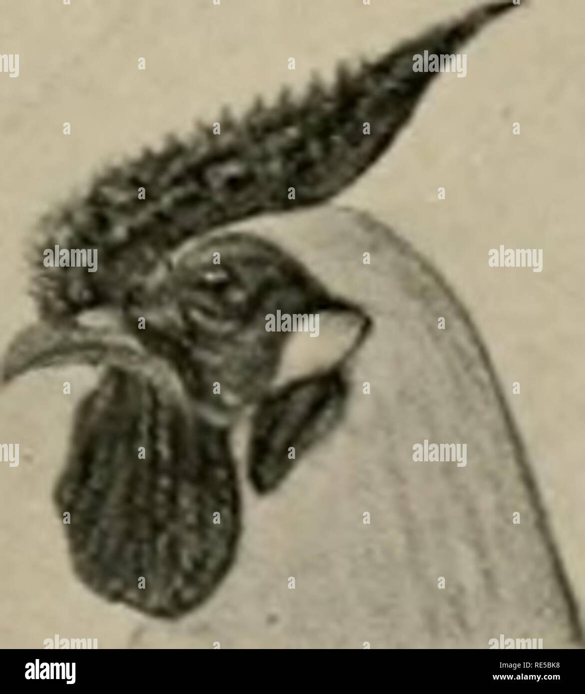 . Una critica della teoria dell'evoluzione. Evoluzione; evoluzione. Teoria dell evoluzione 55 sic caso dei pettini di galli e galline. Se un uccello con una rosa Pettine è allevato per uno con un pettine di pisello (fig. 23), la prole hanno un pettine diverso da o. Esso è chiamato un pettine in legno di noce. Se due di tali individui sono allevati danno 9 noce, * X F. t f$. Si prega di notare che queste immagini vengono estratte dalla pagina sottoposta a scansione di immagini che possono essere state migliorate digitalmente per la leggibilità - Colorazione e aspetto di queste illustrazioni potrebbero non perfettamente assomigliano al lavoro originale. Morgan, Thomas Hunt, 1866-1945; Louis Clark Vanu Foto Stock