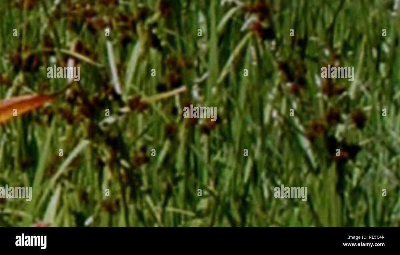 . Importanti tendenze programma di valutazione : mantenere un occhio su Illinois habitat. Tendenze Critial programma di valutazione; conservazione degli habitat. ^^^i&lt;Rr,.- ^: 'm. '^i w: ^i. ?M Cl AP botanici la raccolta di dati in un'Illinois wetland. Ho Jlinois è un paesaggio in transizione. La modifica di Illinois Ambiente: importanti tendenze, uno stato-di-il- envlronment relazione pubblicata nel 1994 dall'Illinois Department di energia e di risorse naturali (ora il dipartimento delle Risorse Naturali) ha concluso che habi- tatistiche in Illinois sono state peggiorando come risultato della frammentazione degli habitat e biotiche e abiotiche stressors. Questa r Foto Stock