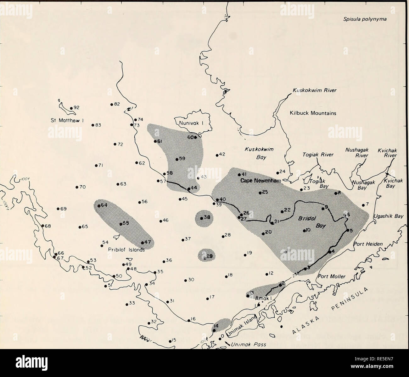 . La parte orientale del Mare di Bering ripiano : oceanografia e risorse / a cura di Donald W. cofano e John A. Calder. Oceanografia del mare di Bering.. 1182 biologia bentonici 176° 172° 168° 164° 160° 156° 62° 60° 58° 56° 54° Spisula polynyma Nushagak Kvichak Togiak river fiume pjver. &Lt;^ ^---  ^ /- /^C^ Jz^Unimok Pass Figura 66-22. Distribuzione di Spisula polynyma basate su insiemi prese con un grab, tubo dragare, vongola dragare e rete a strascico a divergenti. combinato (Tabelle 66-12 a 66-17) è considerato, non esistono casi di totale anno-fallimento di classe sono stati osservati. Cur- rently, i fattori che influenzano il successo di reclutamento nei molluschi Foto Stock
