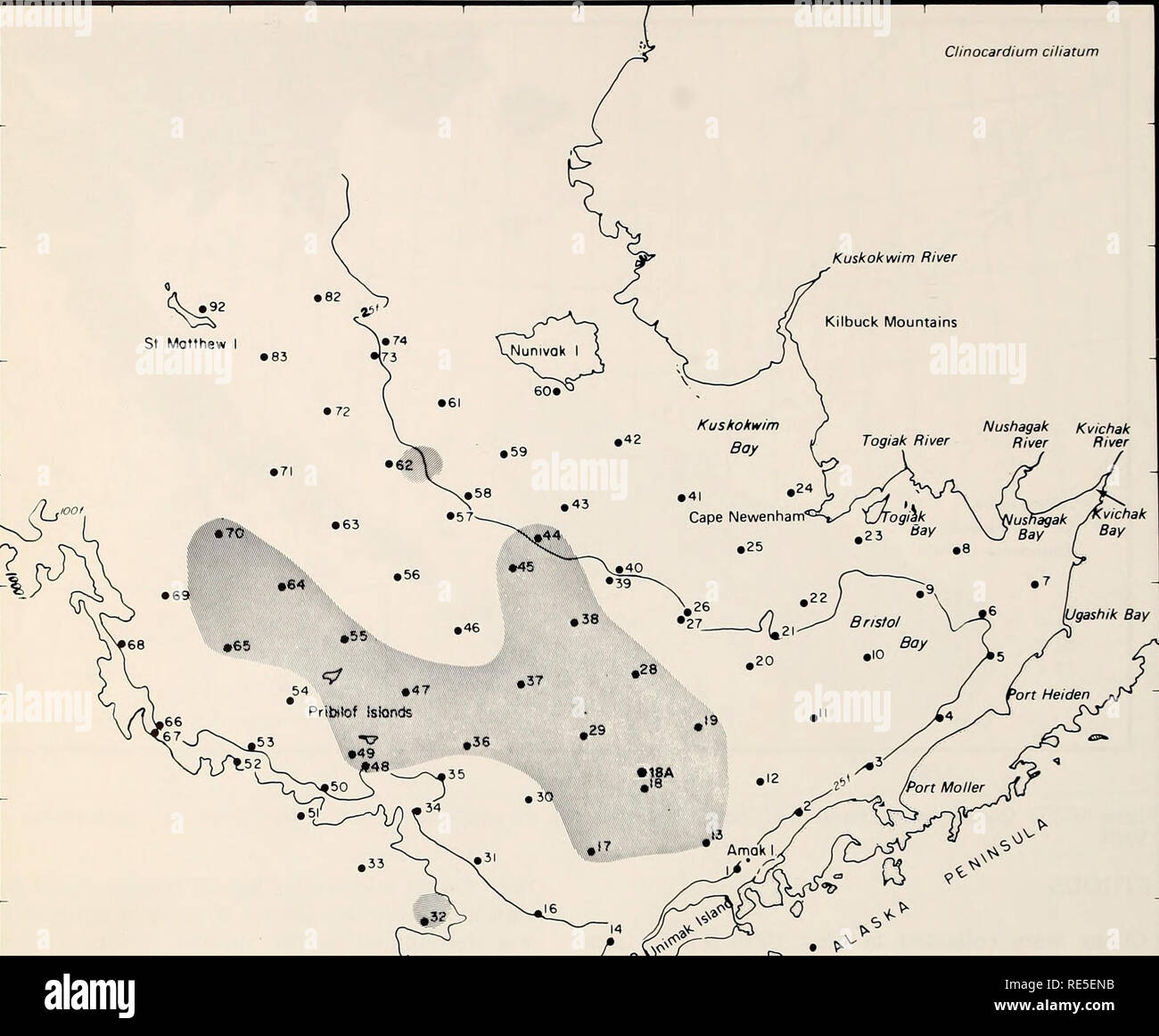 . La parte orientale del Mare di Bering ripiano : oceanografia e risorse / a cura di Donald W. cofano e John A. Calder. Oceanografia del mare di Bering.. 1178 biologia bentonici 176 62° 60° 58° 56° 54° 172° 168° 164° 160° 156° Clinocardium ciliatum Nushagak Kvichak Togiak Fiume Fiume Fiume. I ""^-,  ^^ y'V^fi^ ^ONU/mok Pass ^^&GT;^^ Figura 66-18. Distribuzione di Clinocardium ciliatum basate su insiemi prese con un grab, tubo dragare, vongola dragare e rete a strascico a divergenti. corone circolari sono state assegnate per l'anno che comprende tutta la stagione di crescita. Per esempio, l'ultimo anello su campioni dal tubo-dragare c Foto Stock