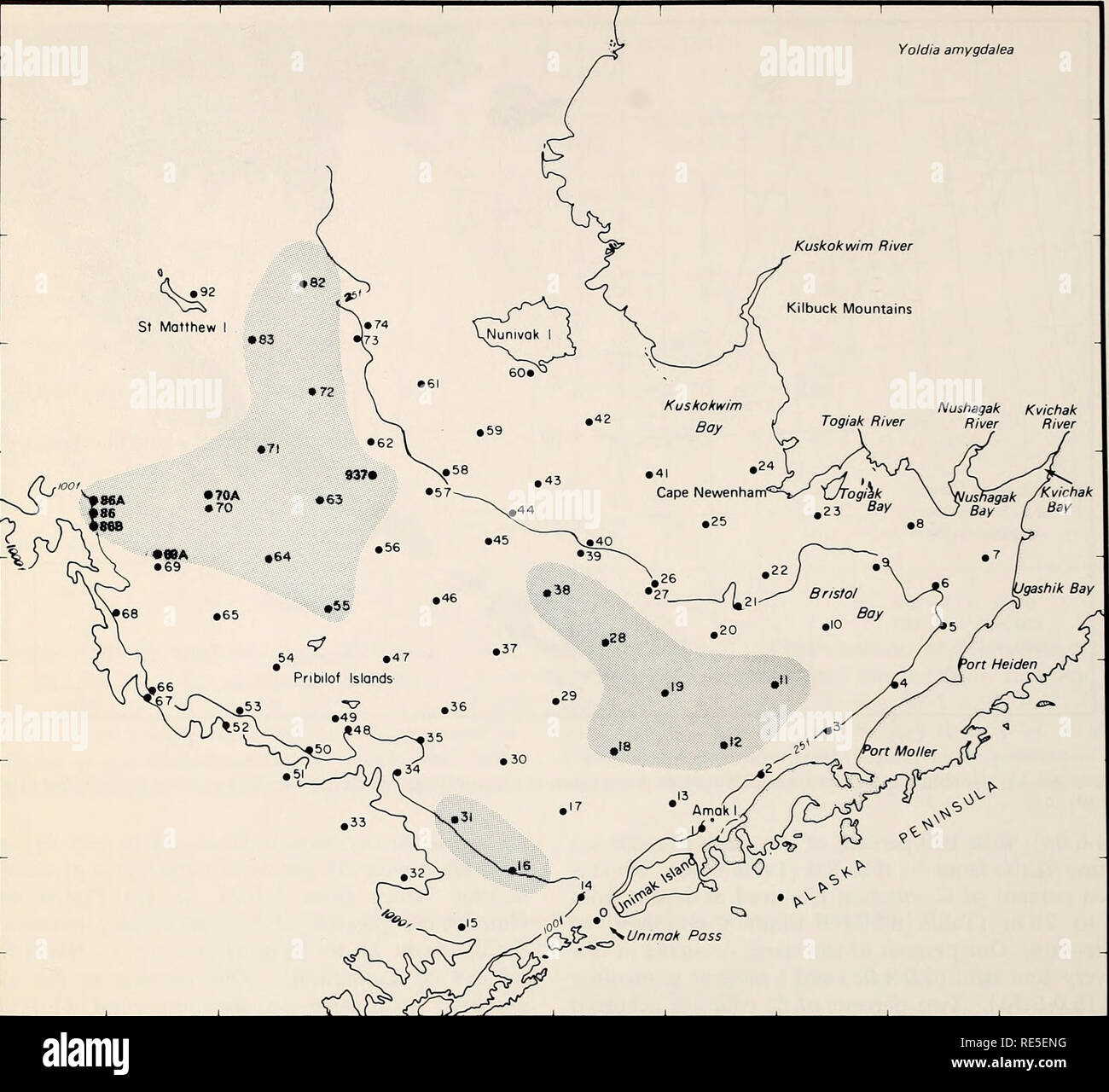 . La parte orientale del Mare di Bering ripiano : oceanografia e risorse / a cura di Donald W. cofano e John A. Calder. Oceanografia del mare di Bering.. 1172 biologia bentonici 176° 172° 168° 164° 160° 156° Yoldia amygdalea 62' 60° 58° 56' 54°. La figura 66-12. Distribuzione di Yoldia amygdalea basate su insiemi prese con un grab, tubo dragare, vongola dragare e rete a strascico a divergenti. profondità ridotte fuori della penisola di Alaska e Unimak Island (Figg. 66-2, 66-22, e 66-23). La più grande abbondanza di giovani della specie si sono verificati in corrispondenza delle stazioni 9, 55 e 64 (Tabella 66-4). Spisulapolynyma era associato con i tipi di sedimenti che vanno indietro Foto Stock