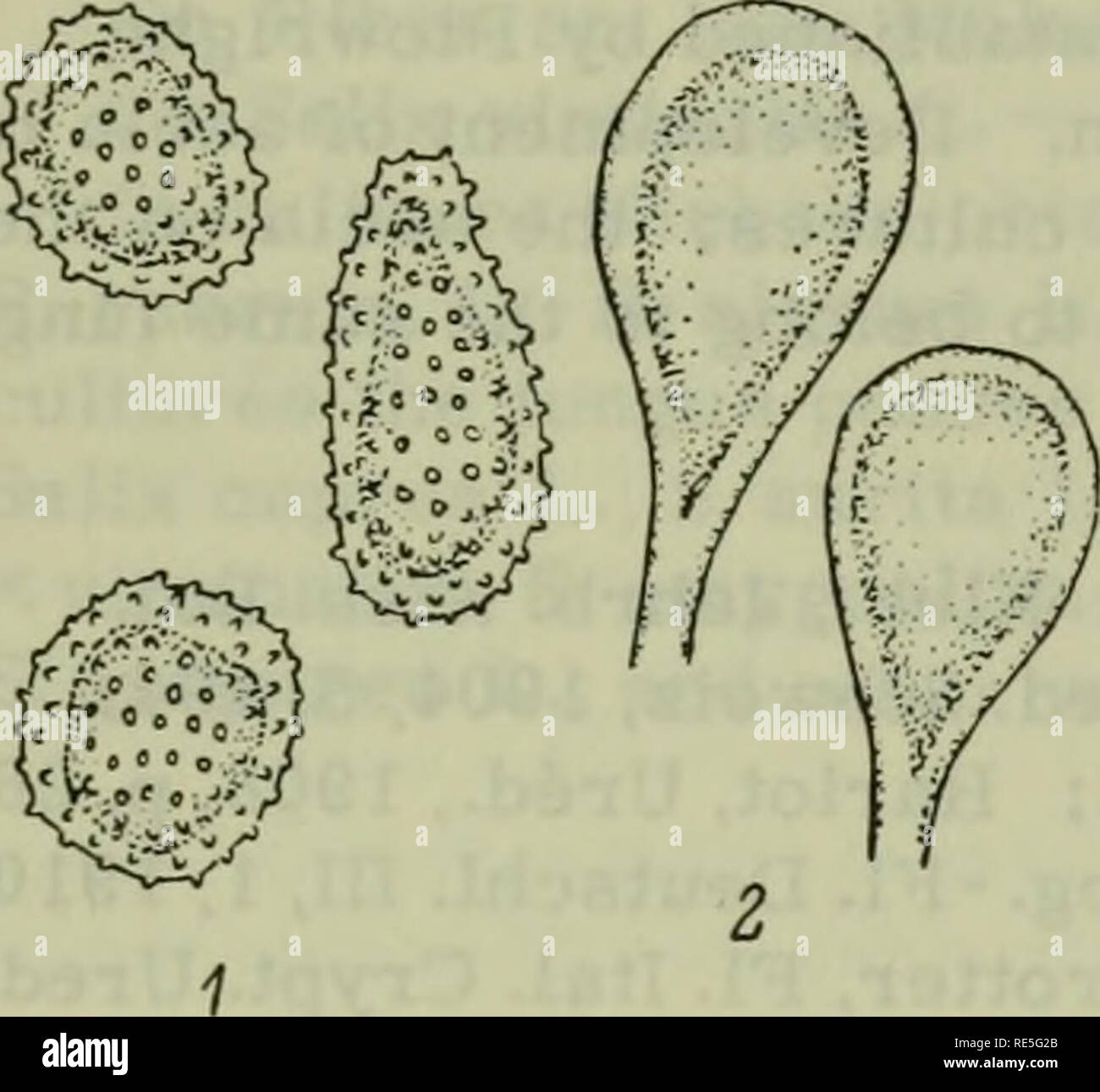 . Crittogamica piante dell'URSS. (Flora sporovykh rastenii SSSR). Piante. Il collegamento di aecia su Abies con il uredio- e teliospores su Salix caprea in primo luogo è stato stabilito da Tubeuf. In culture (secondo il sindaco, 1. c.) il fungo passa su Salix aurita, S. cinerea, S. incana, S. ingricans, S. purpurea, S. repens, e S. viminalis con la formazione di teliospores; su S. arbuscula e S. helvetica produzione di urediospores da solo è stato registrato. 344. La figura 130. Melampsora orchidi-re- pentis (Plovvr.) Kleb. su Salix rosmari nifolia L.: 1 -urediospores; 2 - teliospores; X600. (Orig.) Foto Stock