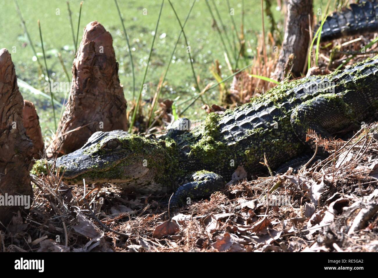 Giovani del coccodrillo di crogiolarsi al sole accanto a un Sud Carolina palude Foto Stock