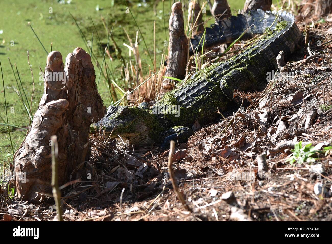 Giovani del coccodrillo di crogiolarsi al sole accanto a un Sud Carolina palude Foto Stock