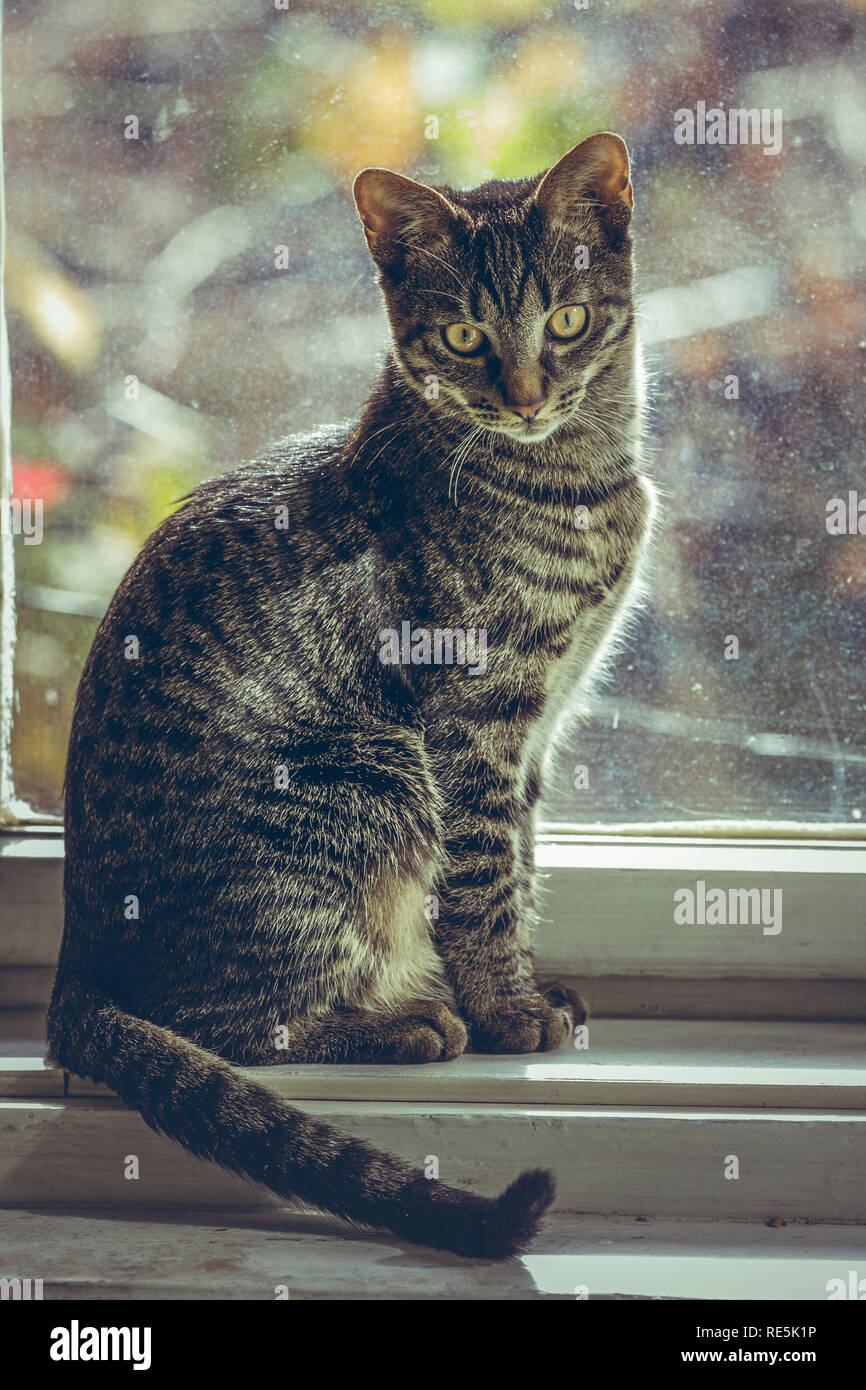 Carino grigio tabby gatto europeo seduto sulla finestra in legno davanzale indoor. Foto Stock