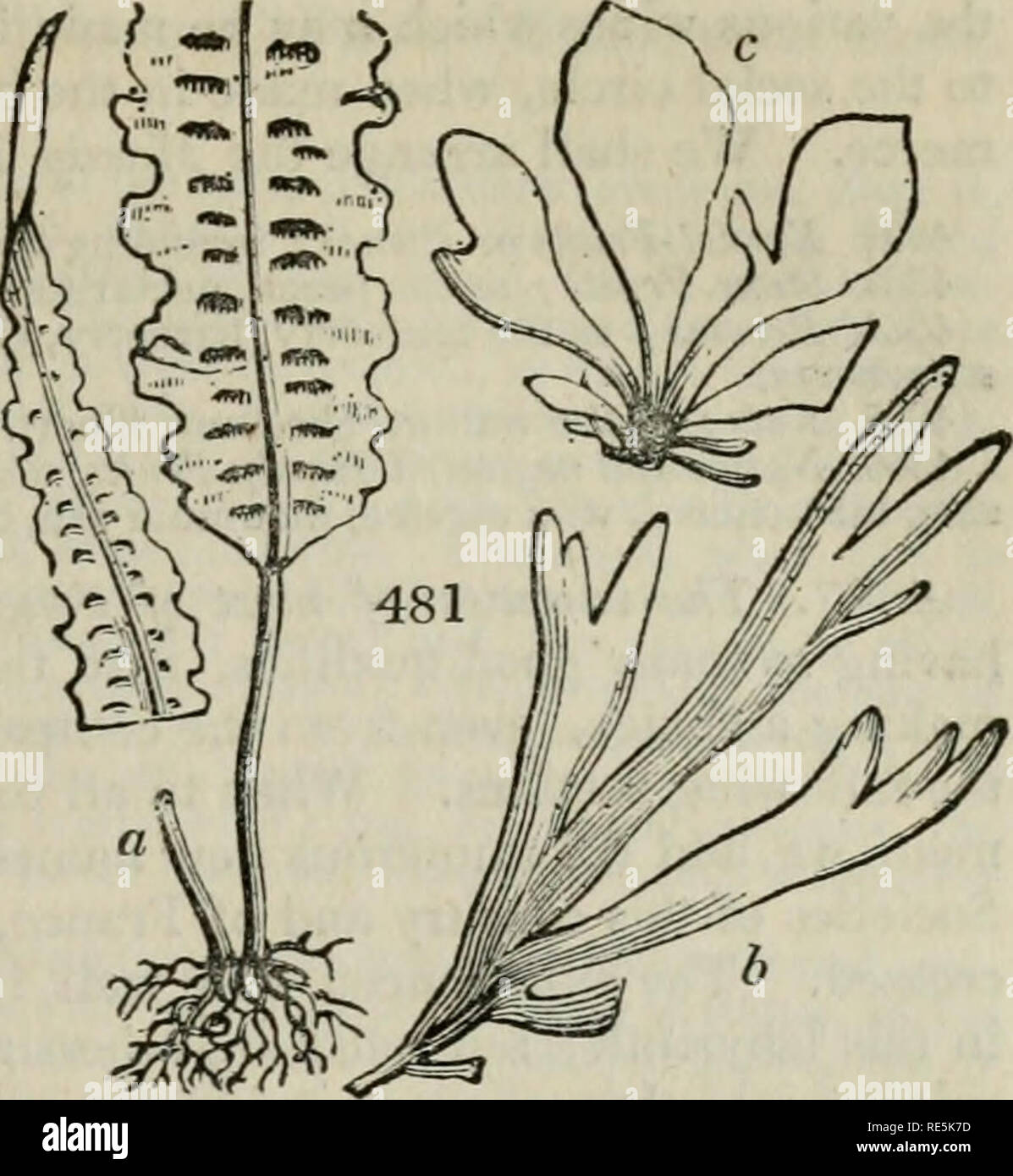 . Una enciclopedia del giardinaggio; comprendente la teoria e la pratica di orticoltura, floricoltura, arboricoltura e il paesaggio-giardinaggio, compresi tutti i più recenti miglioramenti; una storia generale di giardinaggio in tutti i paesi; e una vista statistica del suo stato attuale, con proposte e suggerimenti per il suo progresso futuro, nelle Isole Britanniche. Il giardinaggio. Prenota I. catalogo orticolo. 687. 4350. Il Fucus saccharinus. Il fucus dolce o di mare-cintura. (Fig. 481. a) Lightfoot menziona che la comune peo- ple sulla costa dell'Inghilterra a volte far bollire questa specie come un pot-erba. Anderson dice, gli islandesi hanno portate a bollore ho Foto Stock