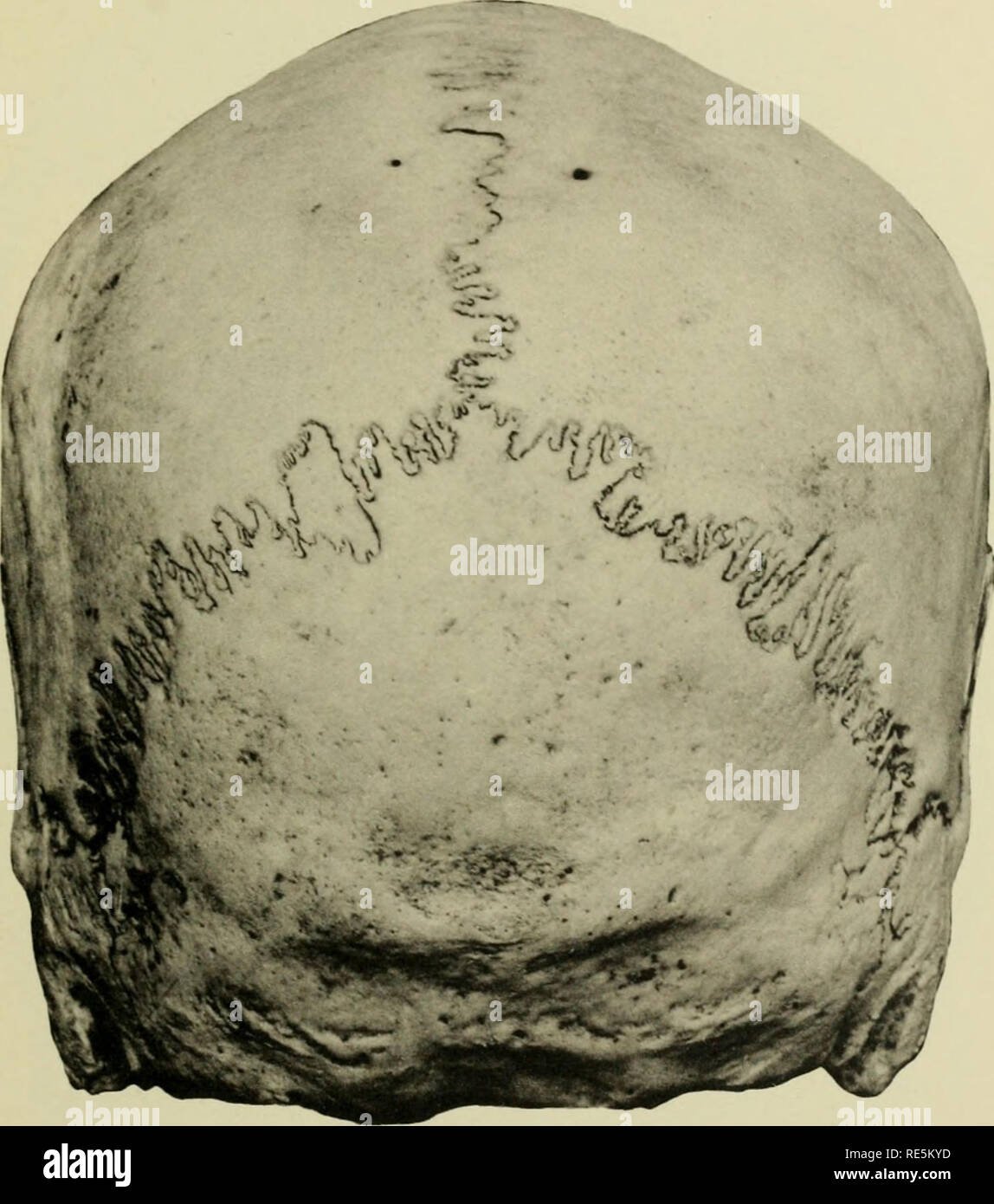 . Craniometry della Nuova Guinea. Craniometry; Craniology -- Nuova Guinea. Campo Museo di Storia Naturale di antropologia, Vol. XXV, piastra XLV. Cranio n° 13412. Si prega di notare che queste immagini vengono estratte dalla pagina sottoposta a scansione di immagini che possono essere state migliorate digitalmente per la leggibilità - Colorazione e aspetto di queste illustrazioni potrebbero non perfettamente assomigliano al lavoro originale. Hambly, Wilfrid Dyson, 1886-. Chicago: Museo di campo premere Foto Stock