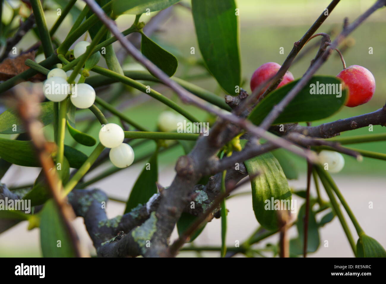 Bacche rosse bacche bianche Foto Stock