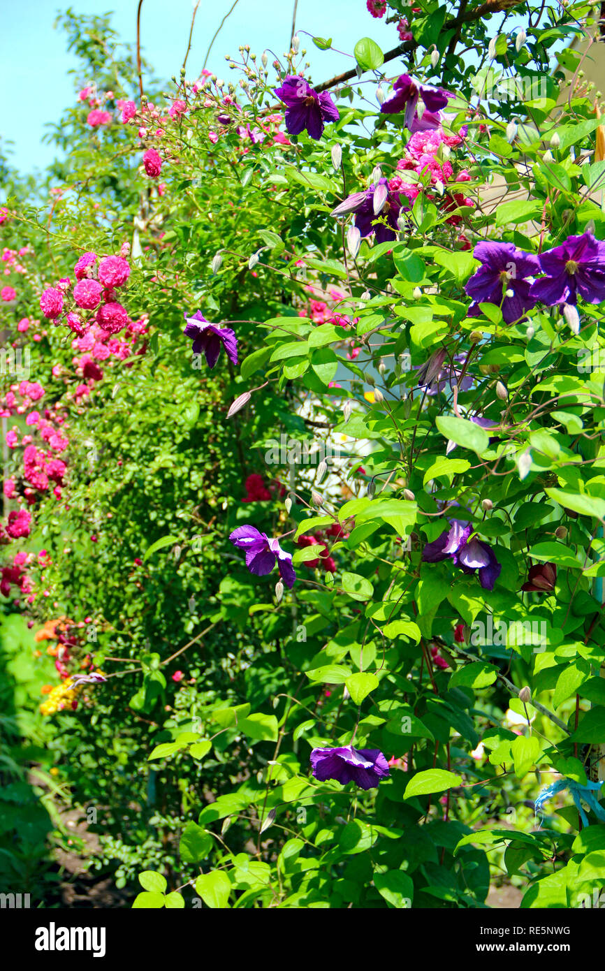 Bellissimi fiori di clematis vicino a casa. Big bush di clematis crescono in giardino. La clematide arrampicata in giardino vicino a casa. Bella viola la clematide bl Foto Stock