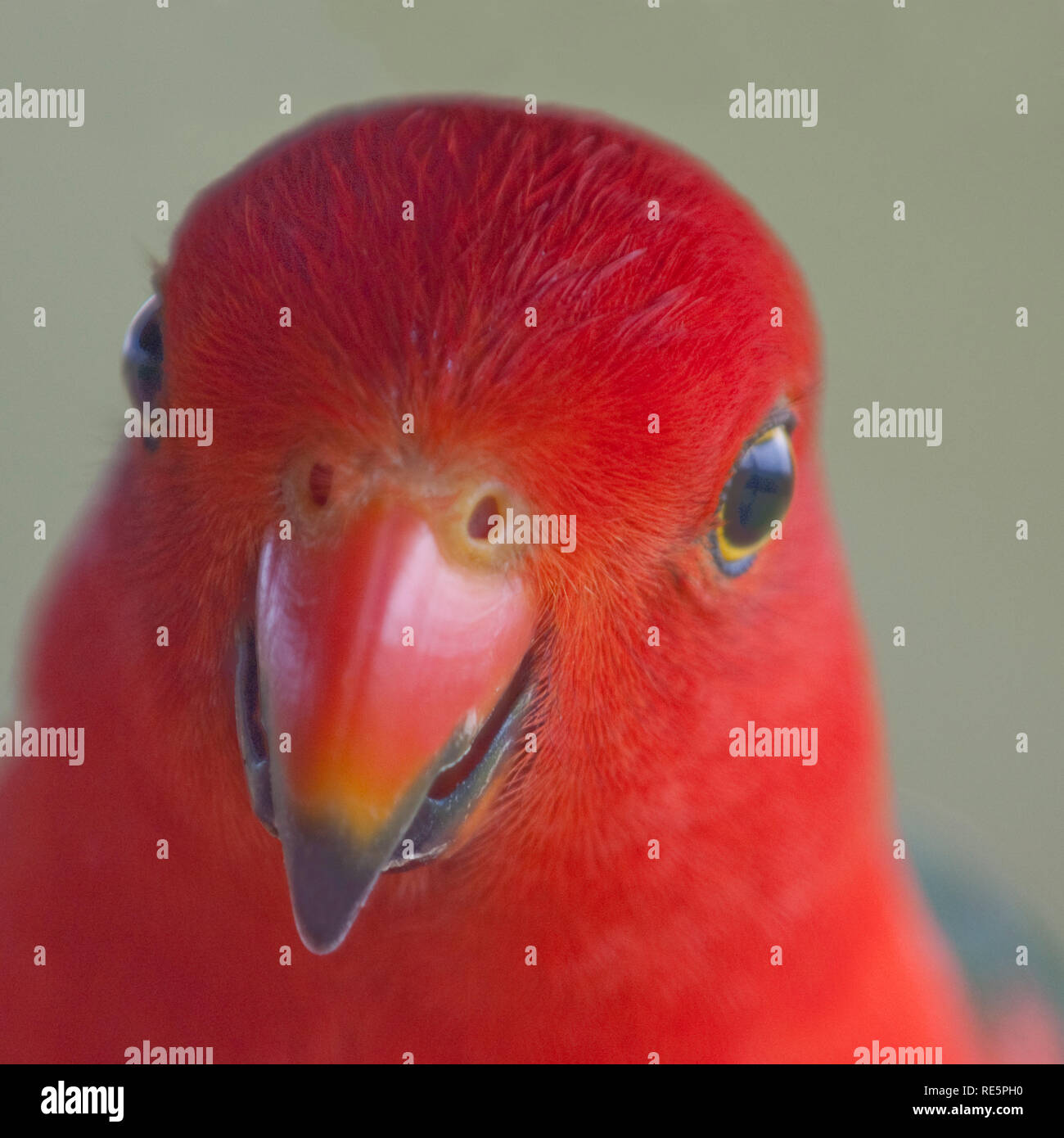Re maschio pappagallo Foto Stock