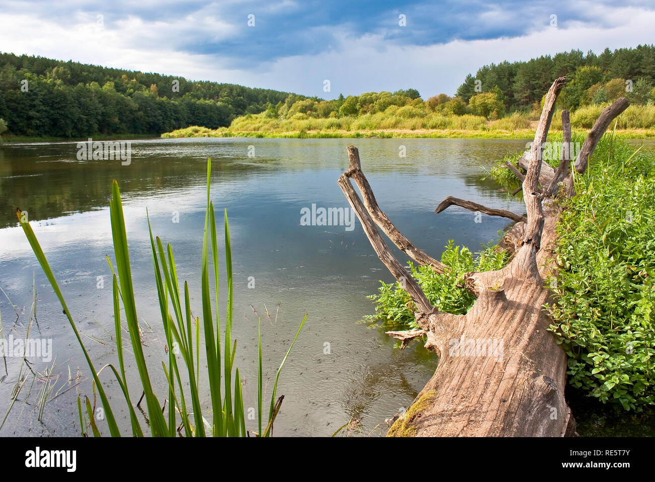 Vecchia Quercia caduti in acqua sporgente dal fiume rami di un paesaggio fragoroso a inizio autunno Foto Stock