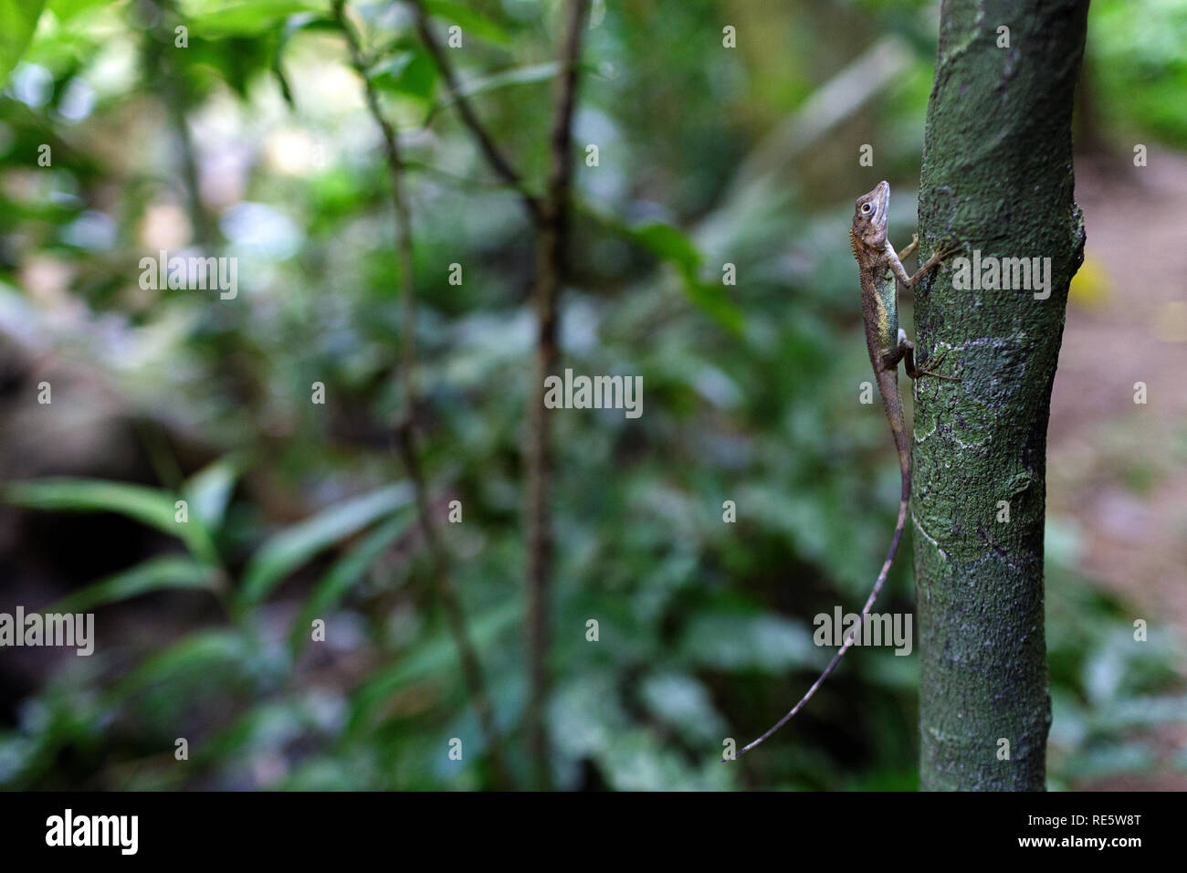 Lizard su albero, Iriomote, Giappone Foto Stock