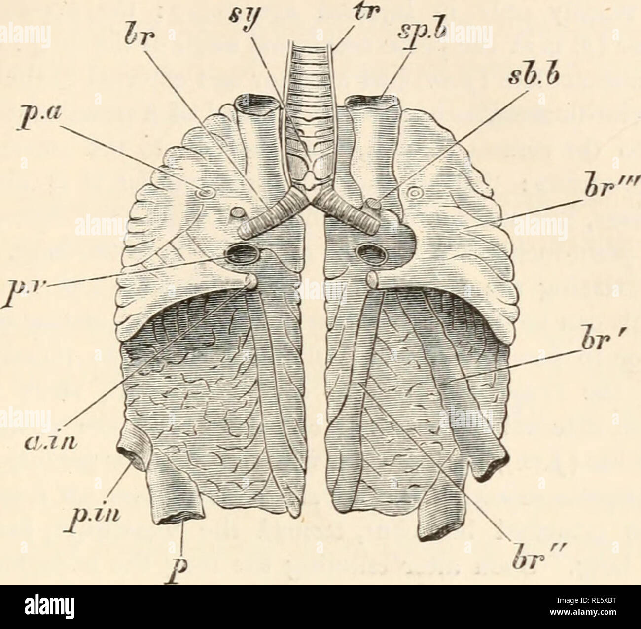 . Un corso di istruzione in zootomy (vertebrata). Anatomia di confronto. Il piccione. 245 la faccia interna di ciascun bronco è piatta e, membranosa e costituisce la membrana tympaniformis giornat. sl.l. FIG. 57.-Columba livia. Il polmone?, riempiti dalla trachea con un solido e iniezione visto dall'aspetto ventrale (nat. dimensioni). Nel polmone sinistro il bronco (/;;-, Br'} è riconducibile a sua terminazione mediante dissezione lontano il sovrastante la sostanza del polmone. br, bronco principale : br1, Br, Br'", bronchi secondario : p.a, arteria polmonare : p. v, vena polmonare : sy, syrinx : tr, trach Foto Stock